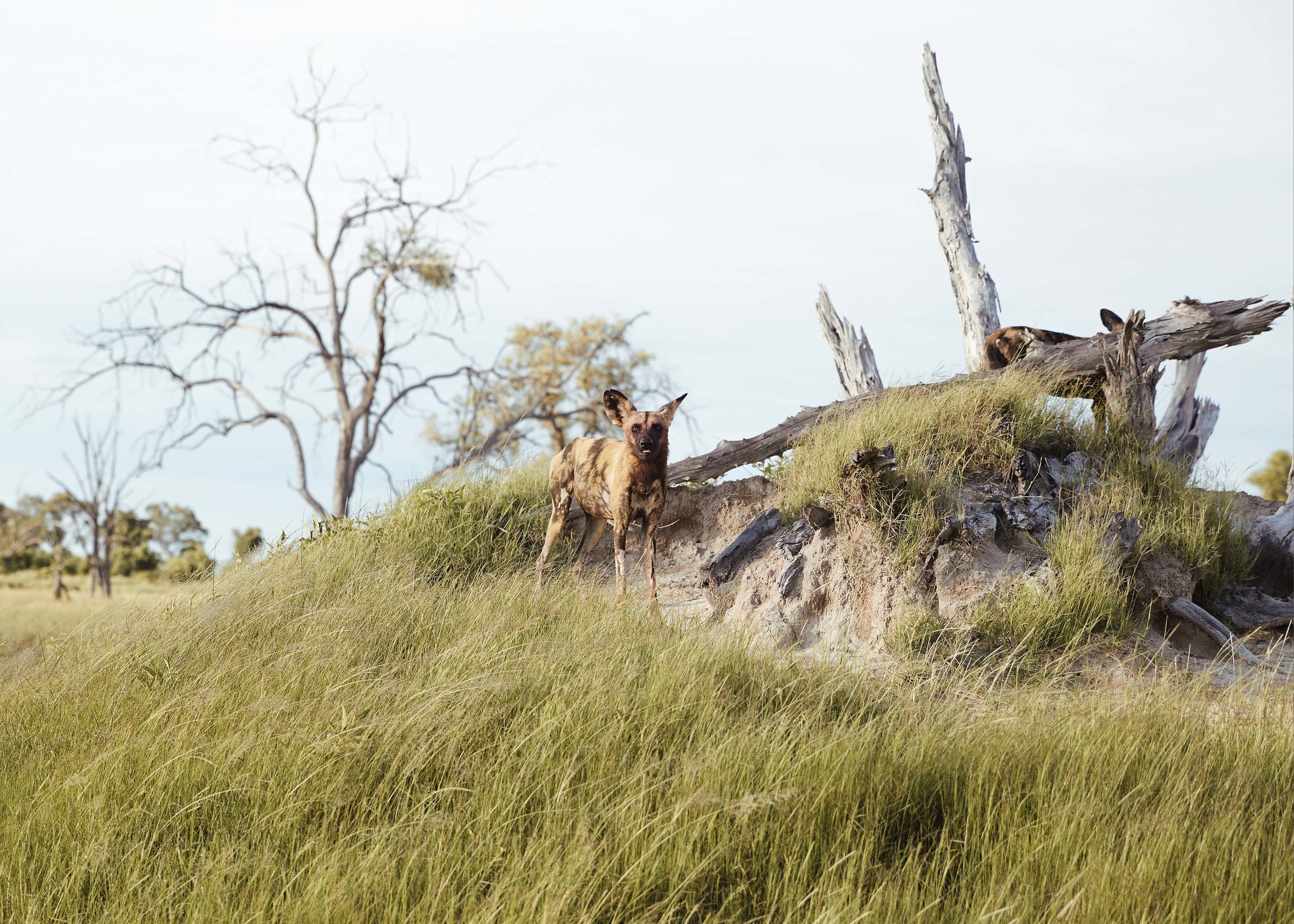 WILD DOG WATCH