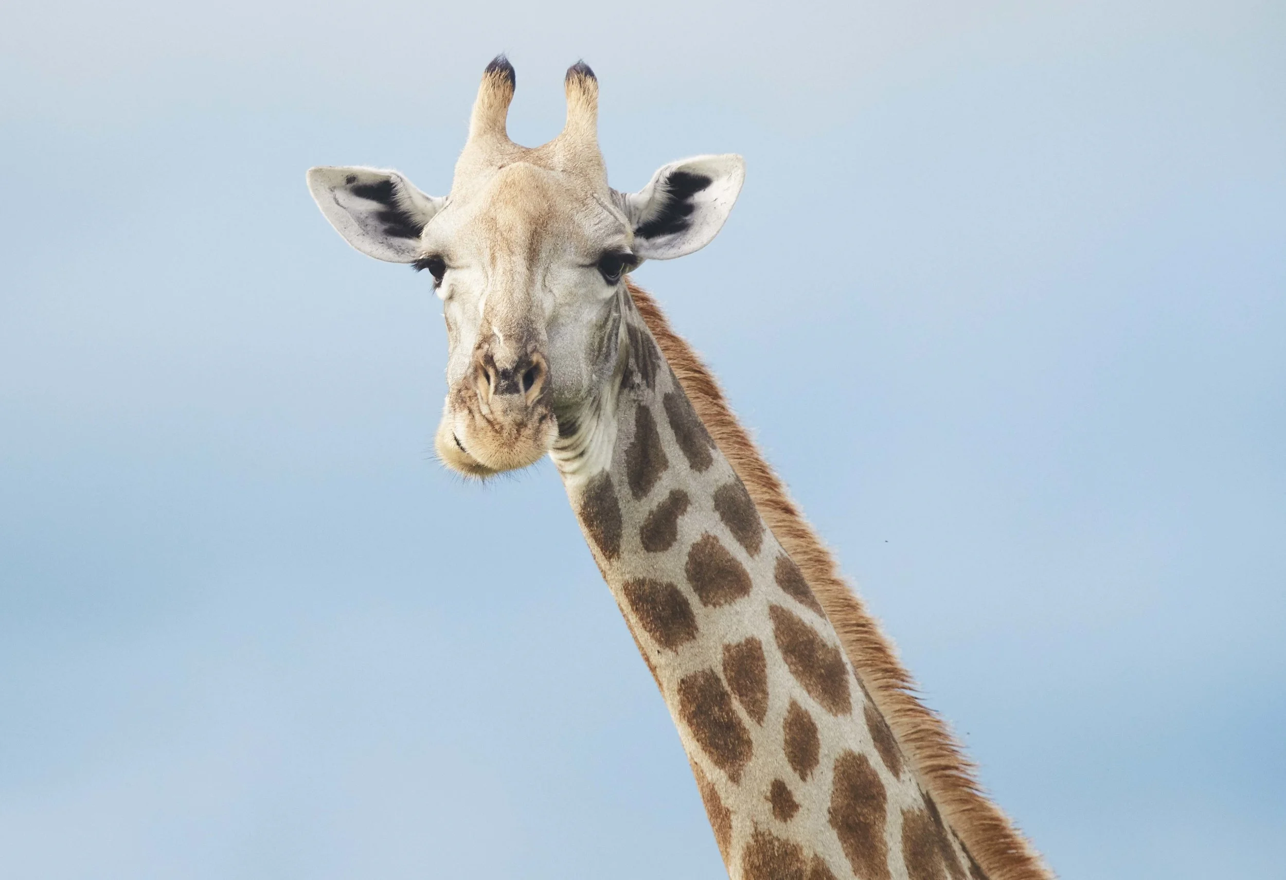 GIRAFFE GRIN