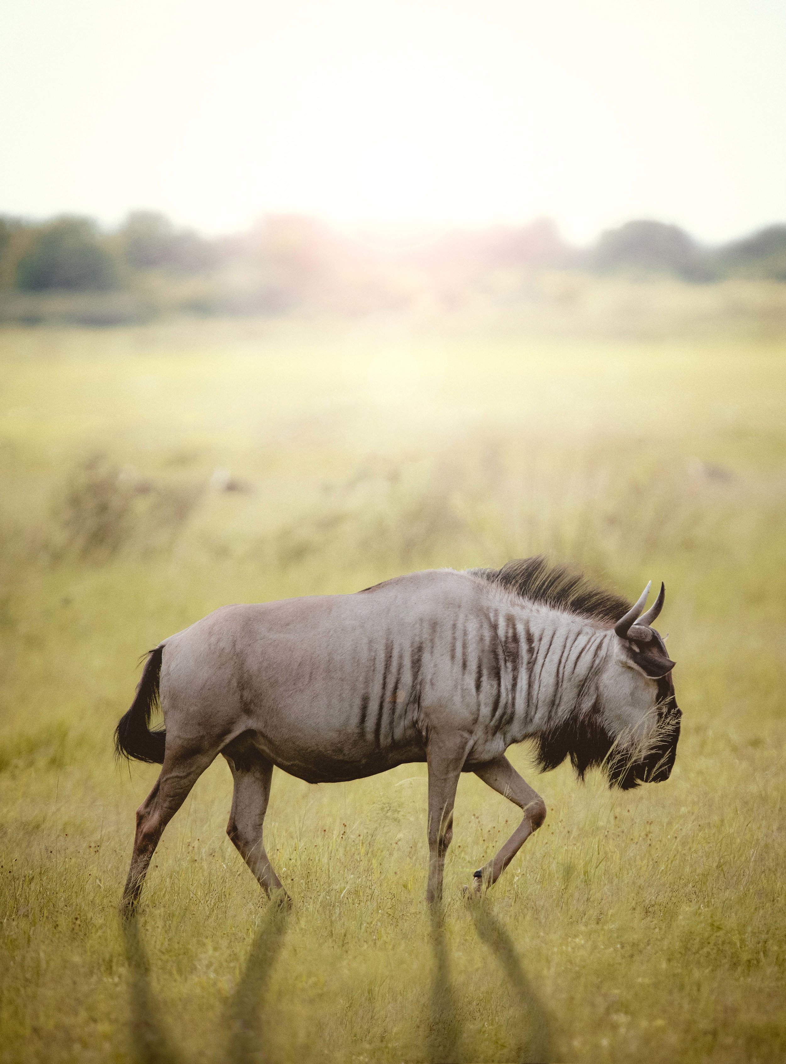 MICHAELGQUINN_20170331_LETAKA_MGQ_BOTSWANA_01416_PS03_BARYTA_17x23.jpg