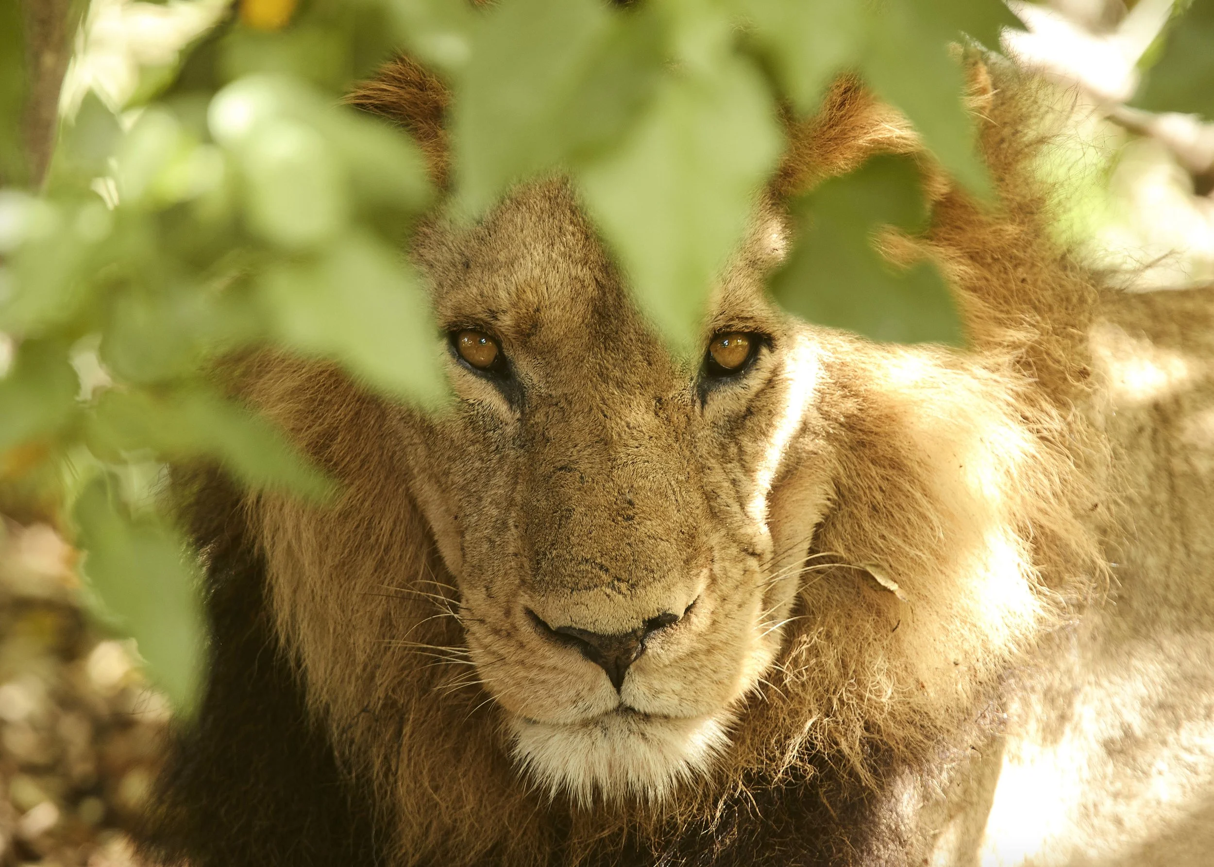 LIONS DEN