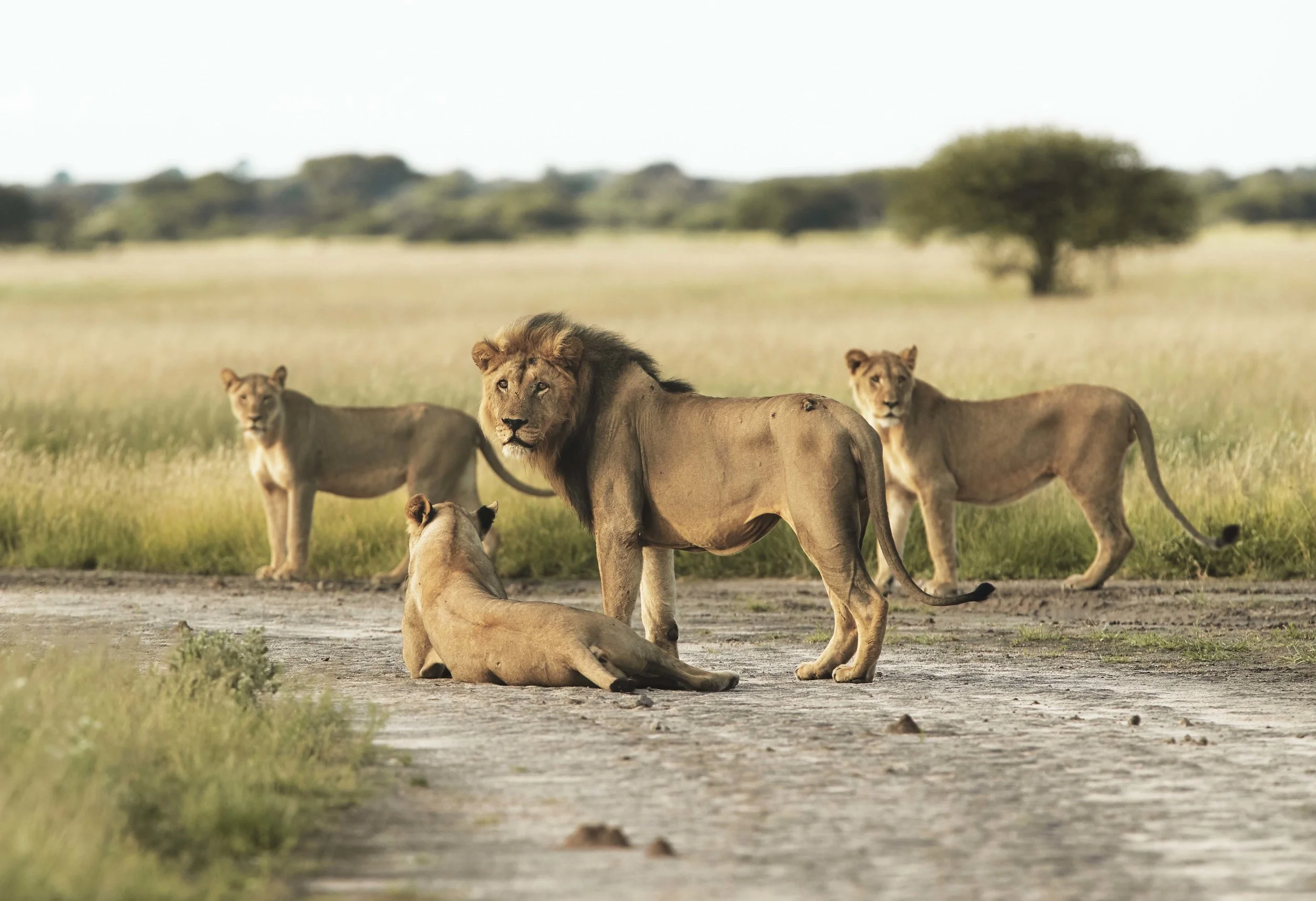 KALAHARI PRIDE