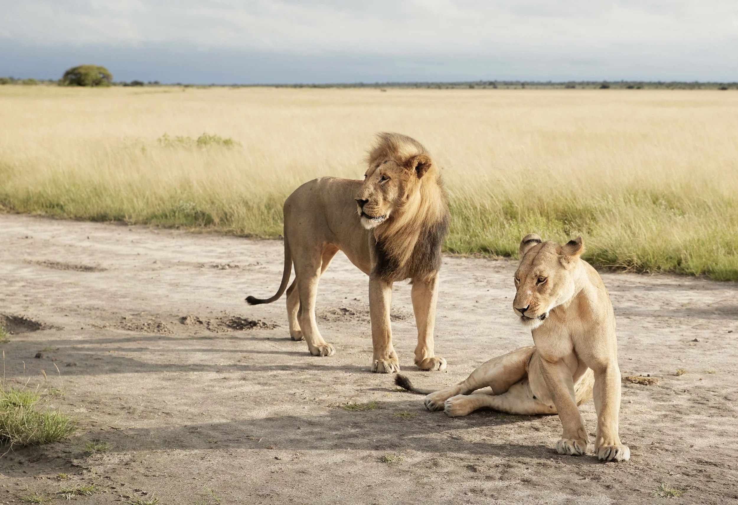 MICHAELGQUINN_20170331_LETAKA_MGQ_BOTSWANA_01422_BARYTA_19x13.jpg