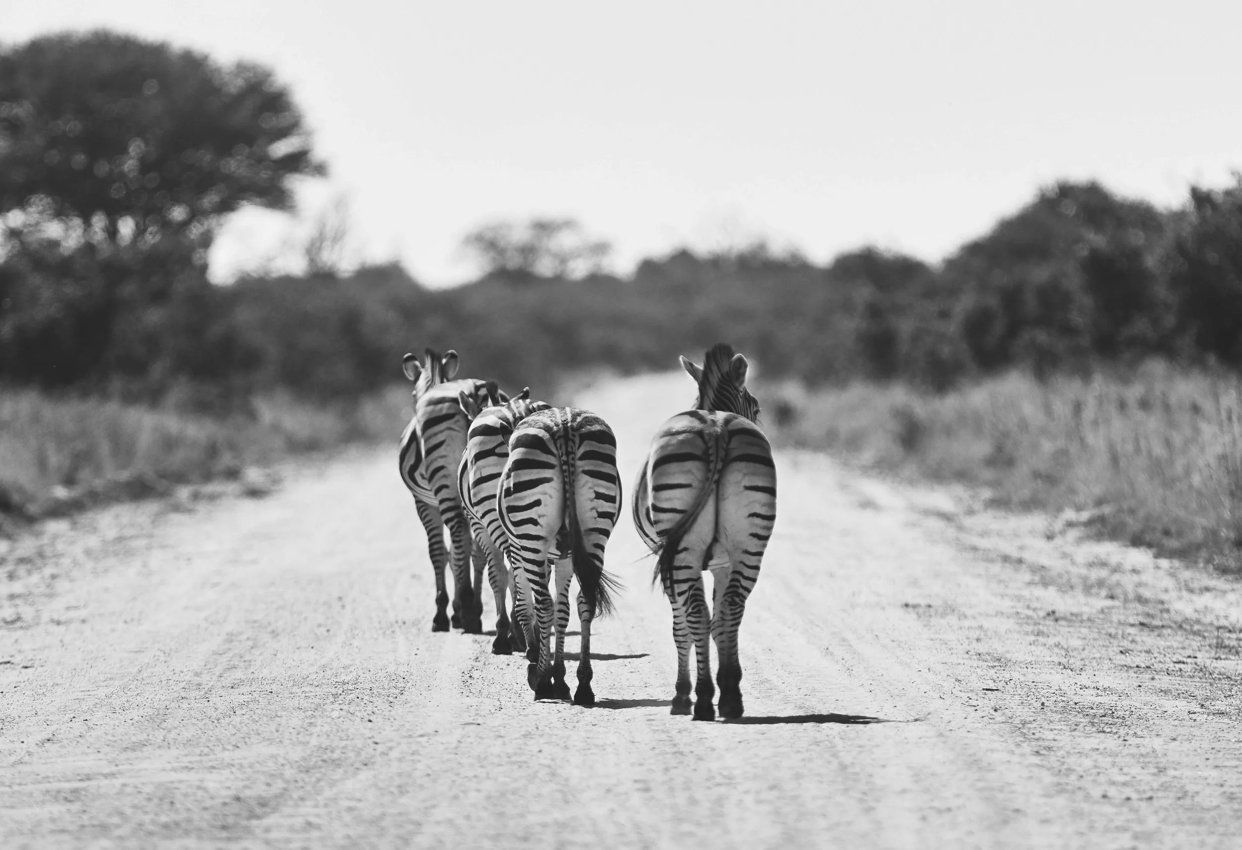 MICHAELGQUINN_20170331_LETAKA_MGQ_BOTSWANA_01926_BARYTA_19x13.jpg