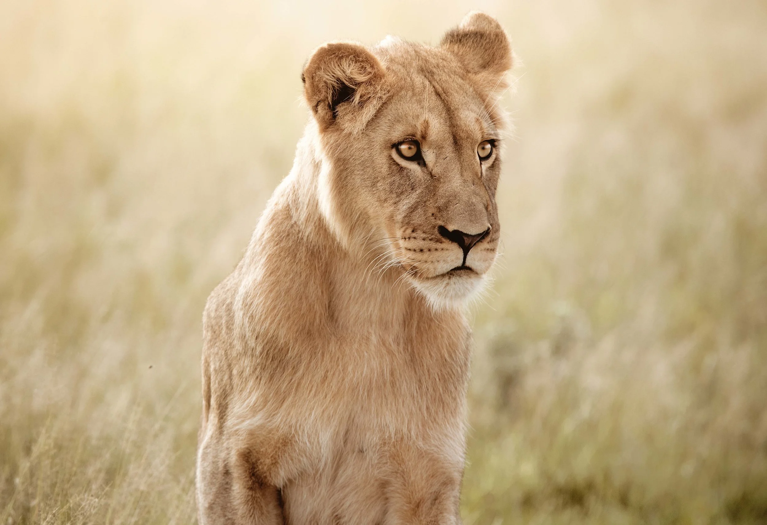 MICHAELGQUINN_20170331_LETAKA_MGQ_BOTSWANA_LC01_BARYTA_40x28.jpg