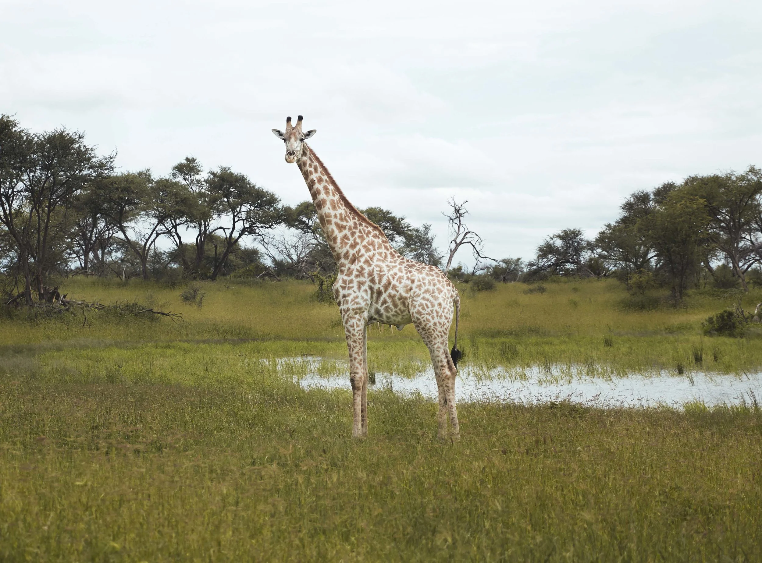 MICHAELGQUINN_20170331_LETAKA_MGQ_BOTSWANA_00137_BARYTA_23x17.jpg
