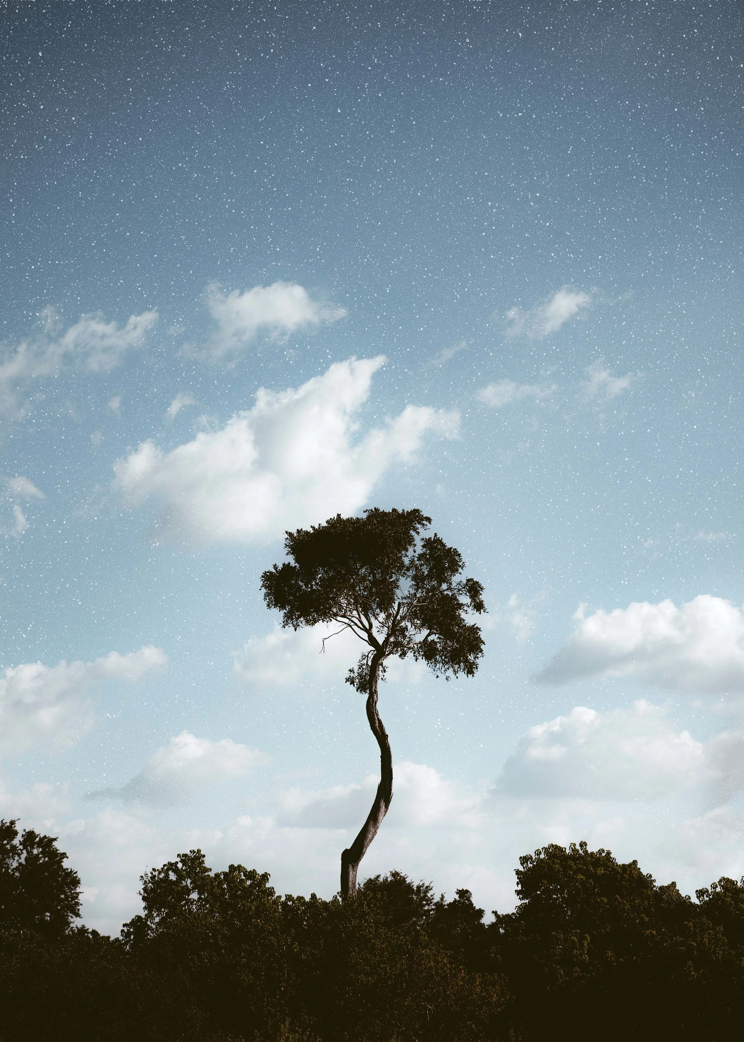 MICHAELGQUINN_20170331_LETAKA_MGQ_BOTSWANA_AFRICA TREE_BARYTA_20x28.jpg