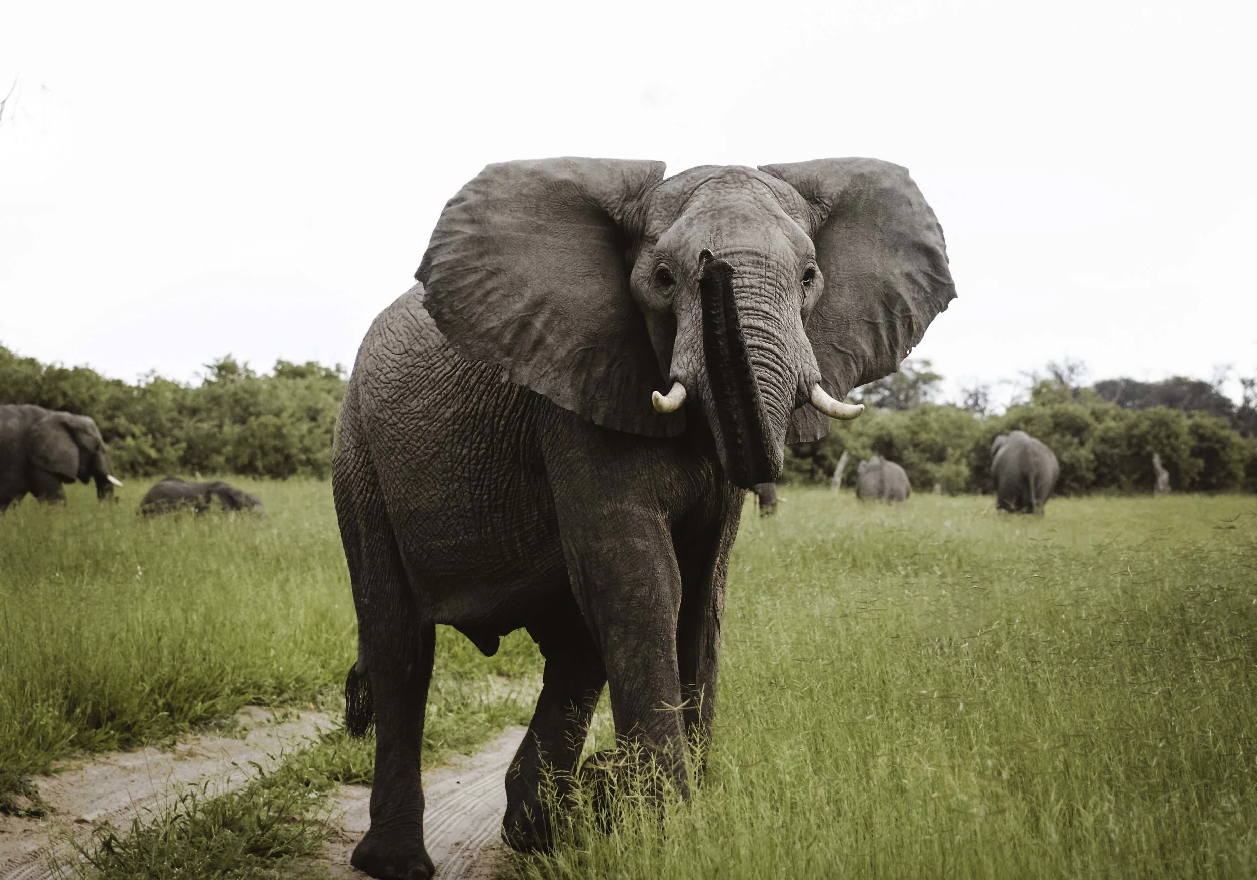 ELEPHANT ENCOUNTER