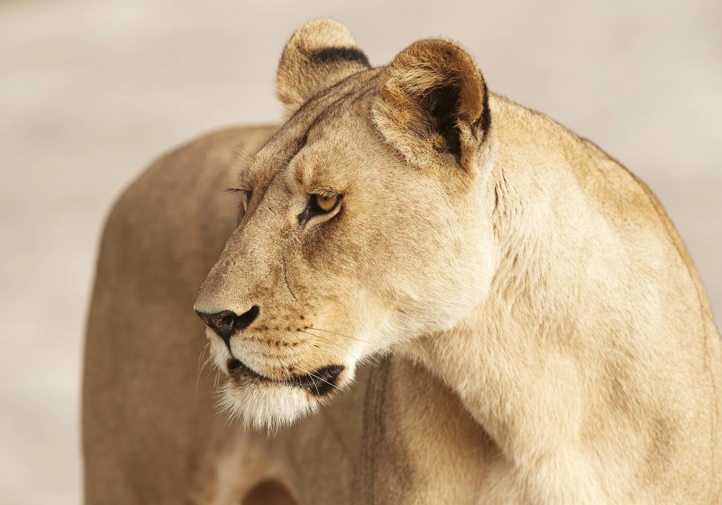THE LIONNESS