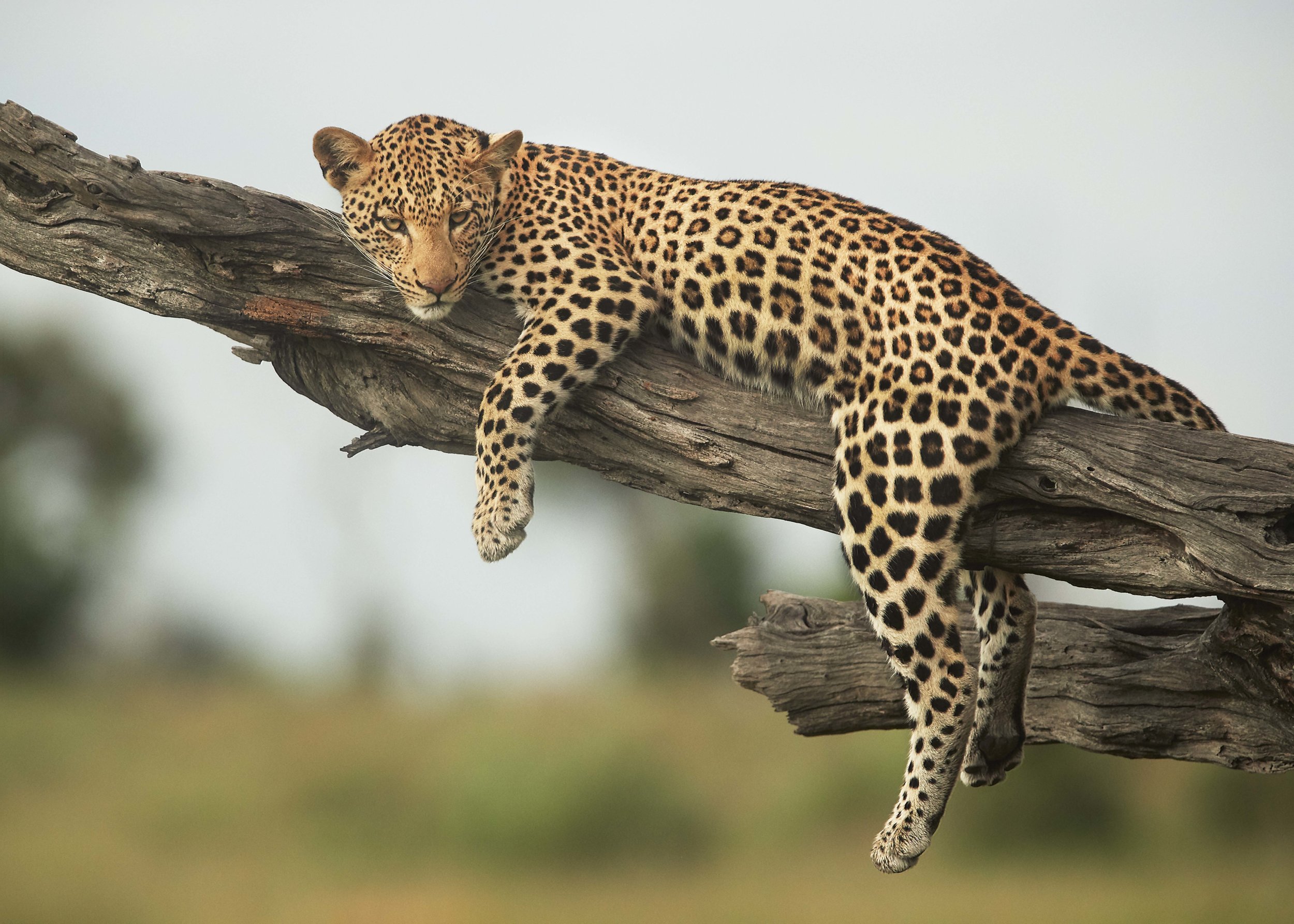 LEOPARD HANGS