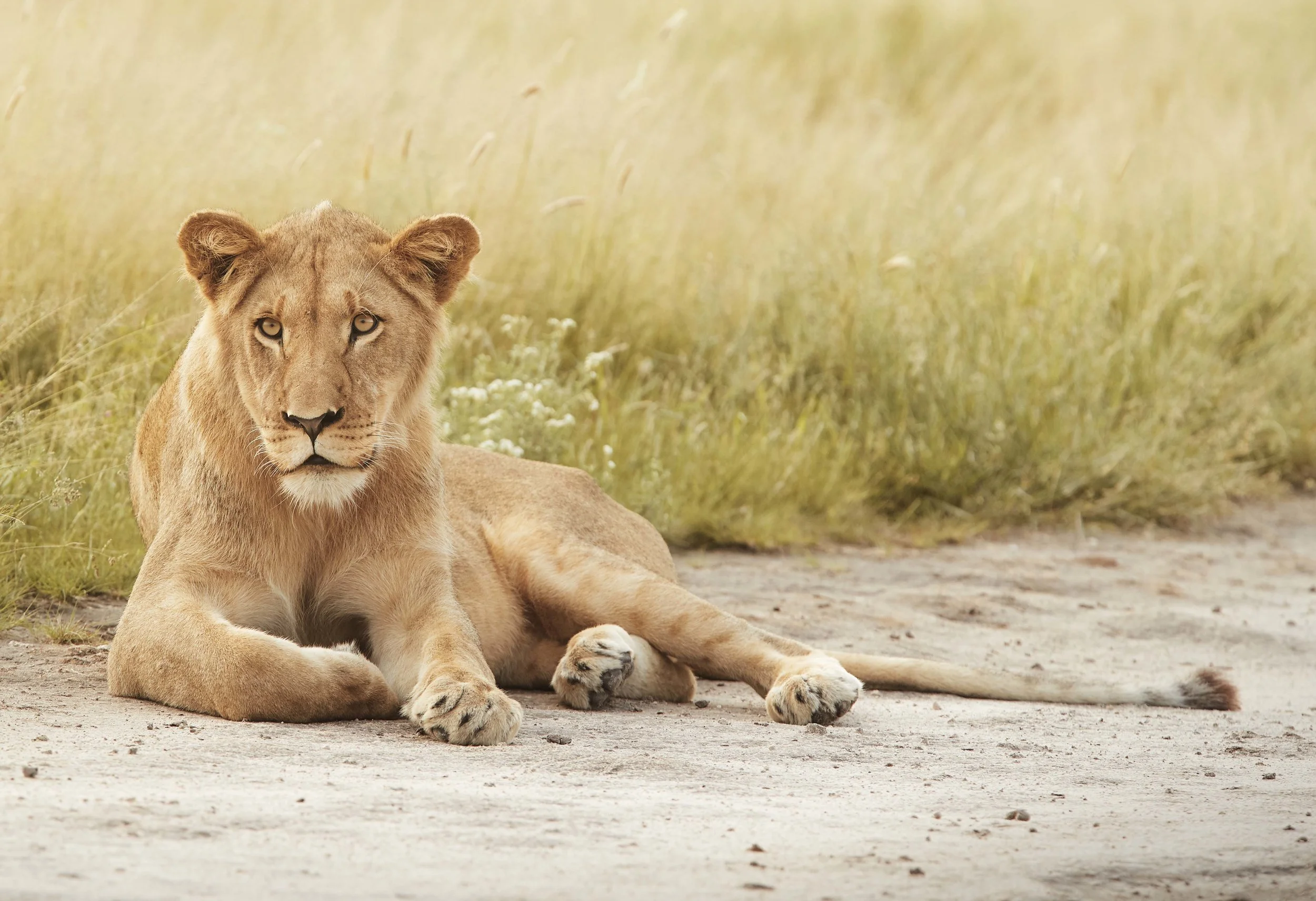 CALM CUB