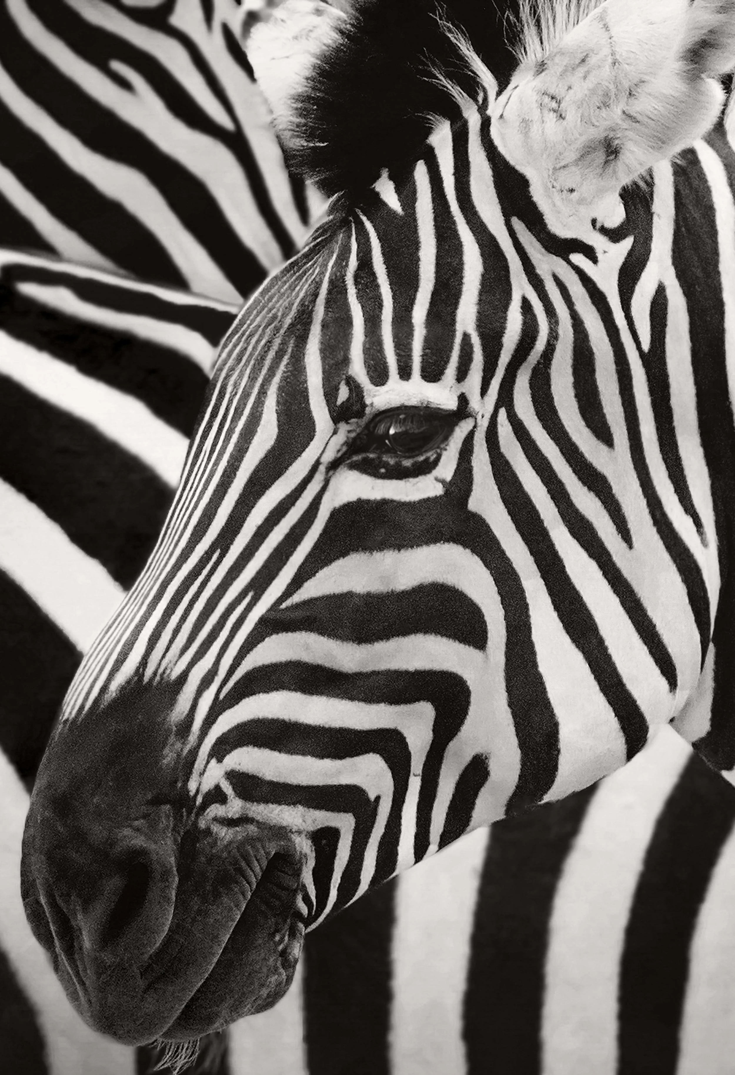 MICHAELGQUINN_ZEBRASTRIPES_BARYTA_13x19.jpg