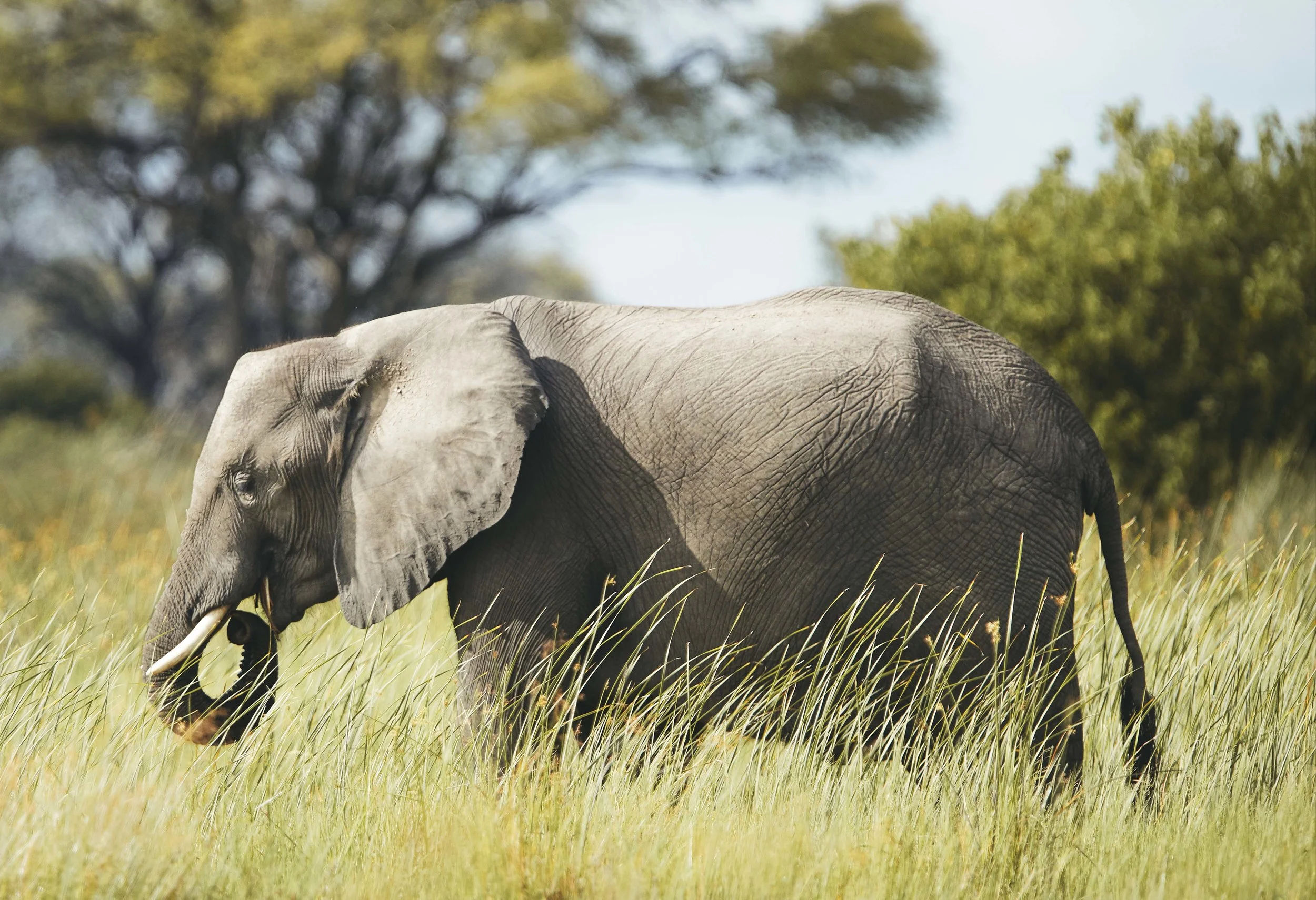 MICHAELGQUINN_20170331_LETAKA_MGQ_BOTSWANA_00615_BARYTA_19x13.jpg