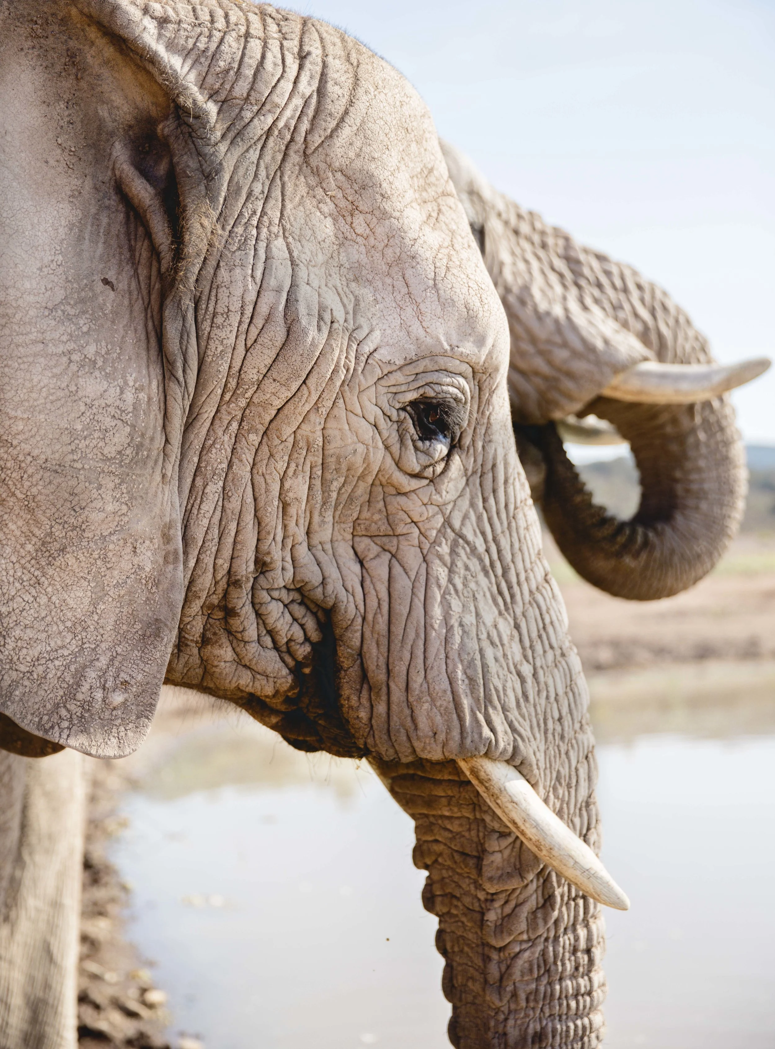 WATER HOLE