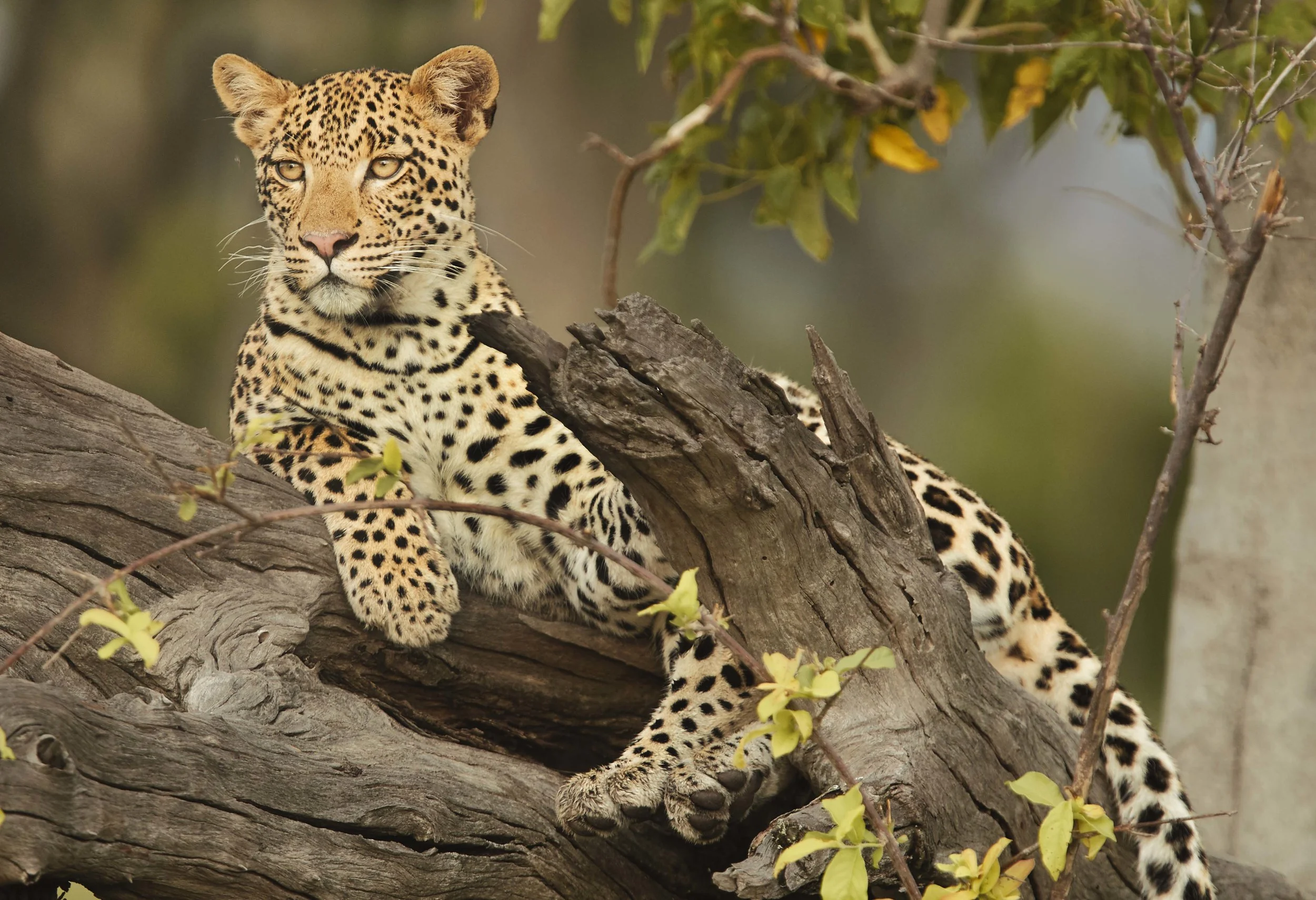 MICHAELGQUINN_20170331_LETAKA_MGQ_BOTSWANA_00767_BARYTA_19x13.jpg