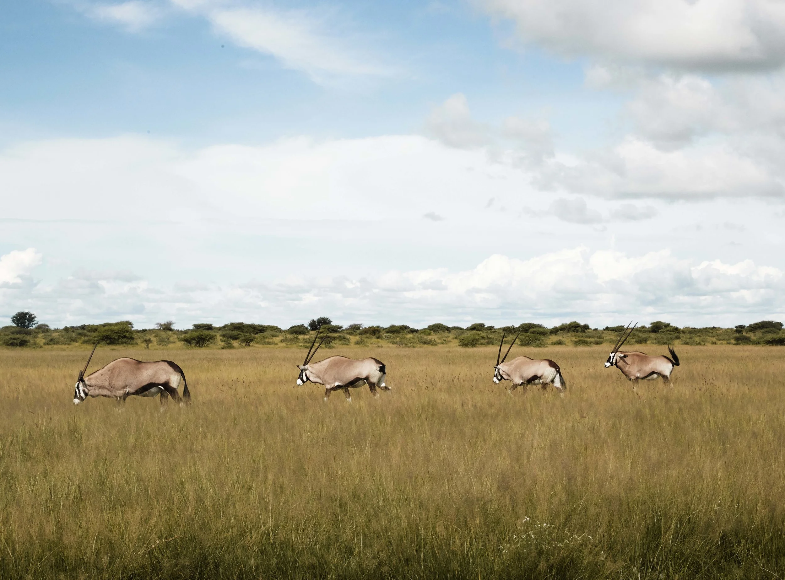 ANTELOPE ROAM