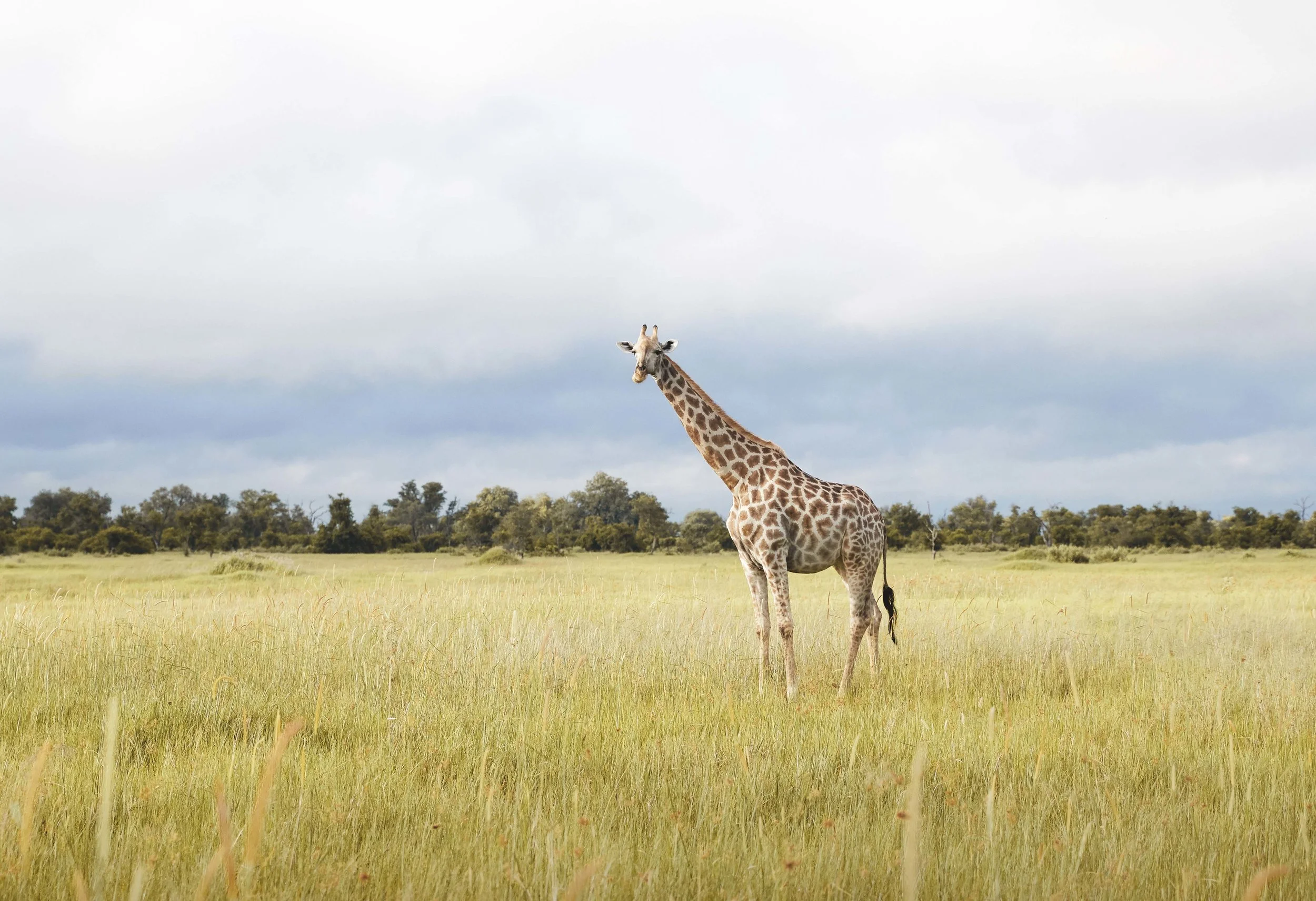 MICHAELGQUINN_20170331_LETAKA_MGQ_BOTSWANA_00536_BARYTA_19x13.jpg