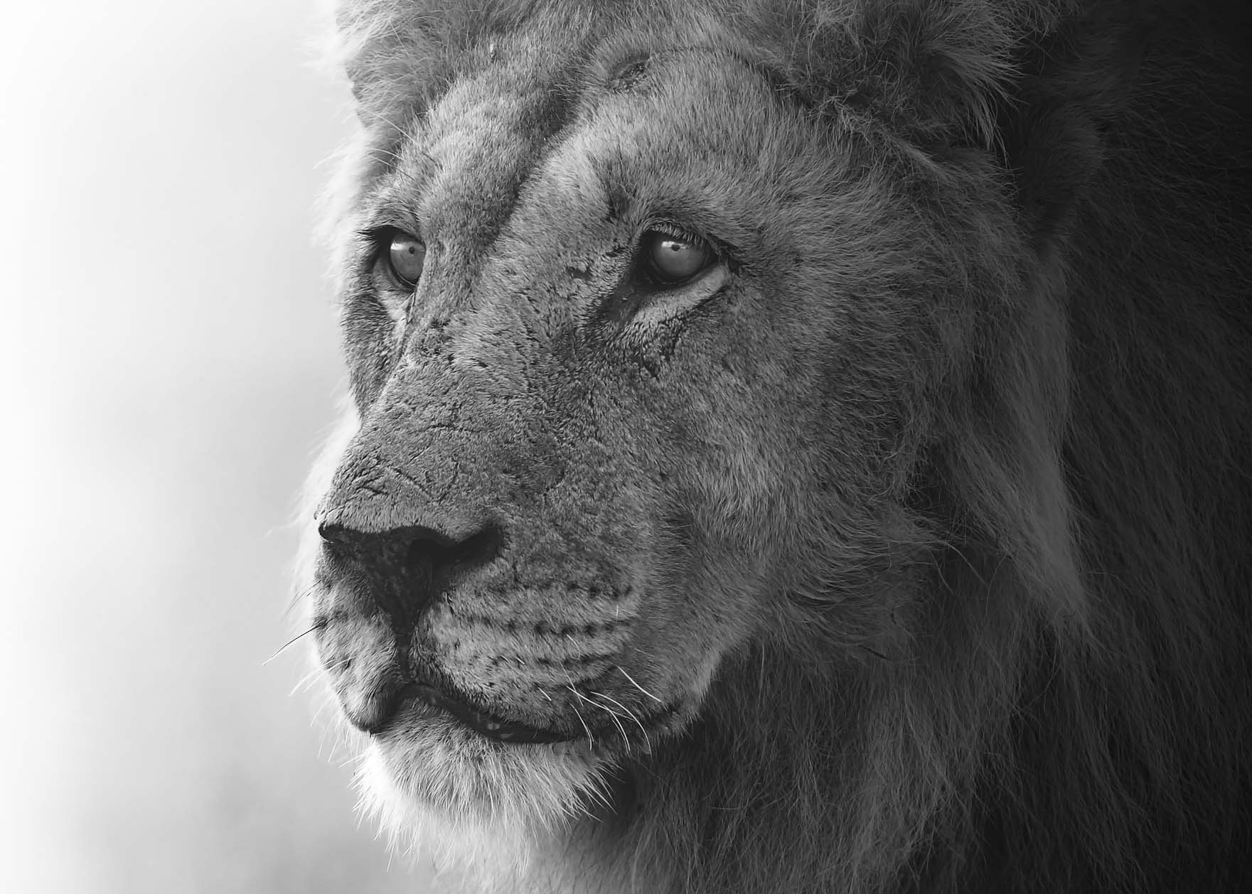 MICHAELGQUINN_20170331_LETAKA_MGQ_BOTSWANA_01400_LIONB&W_BARYTA_28x20.jpg
