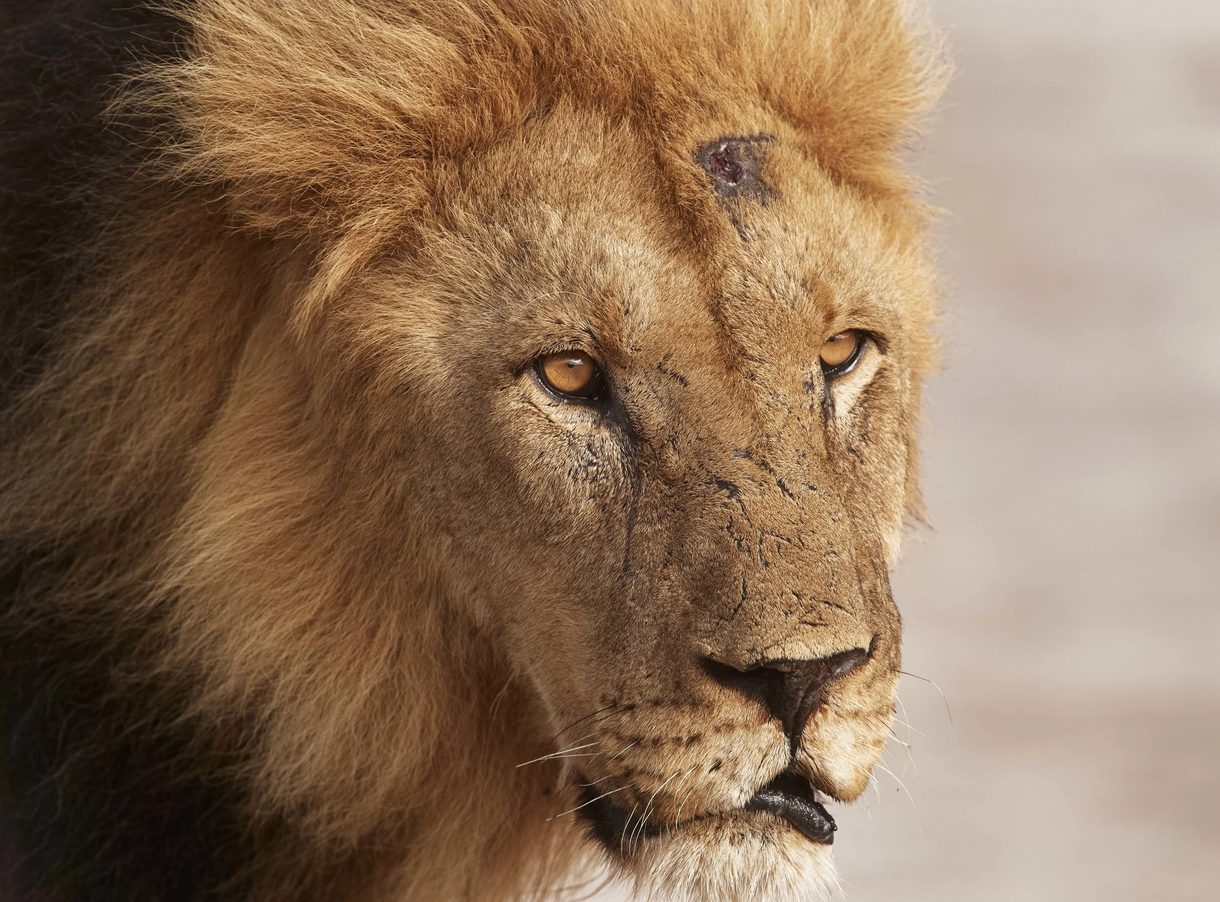 MICHAELGQUINN_20170331_LETAKA_MGQ_BOTSWANA_01402_BARYTA_23x17.jpg