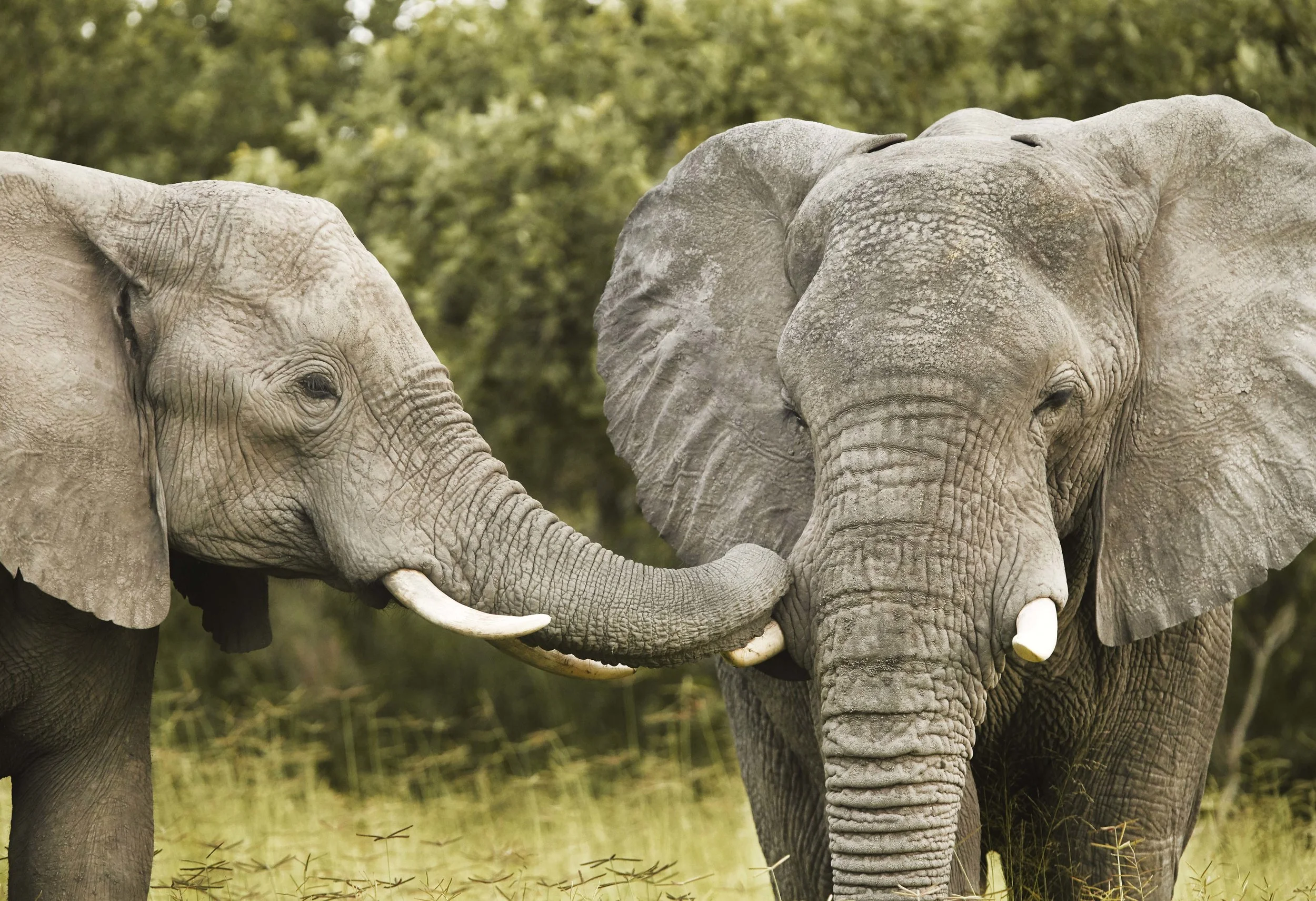 MICHAELGQUINN_20170331_LETAKA_MGQ_BOTSWANA_00932_BARYTA_19x13.jpg