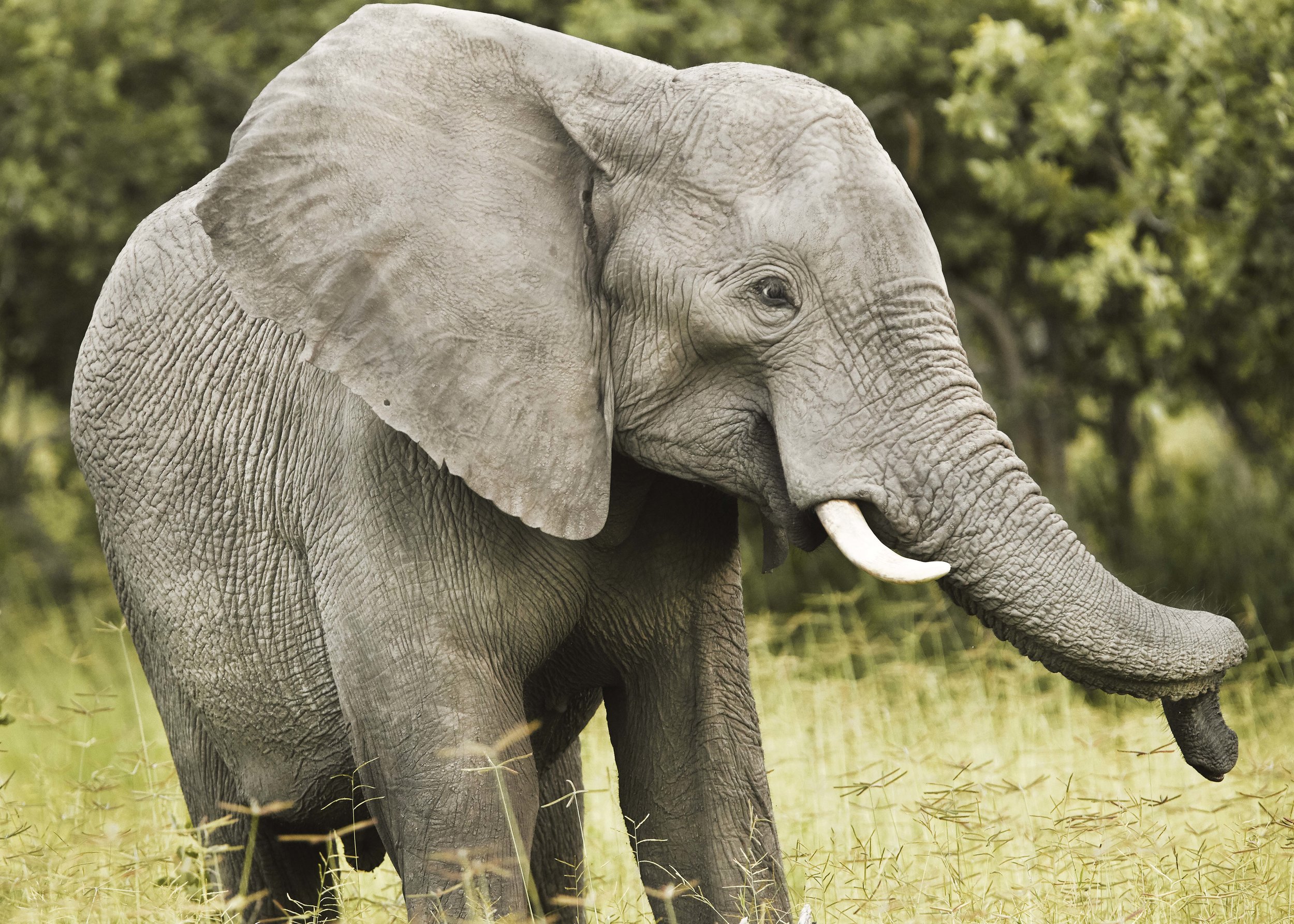 MICHAELGQUINN_20170331_LETAKA_MGQ_BOTSWANA_00930_BARYTA_23x17.jpg