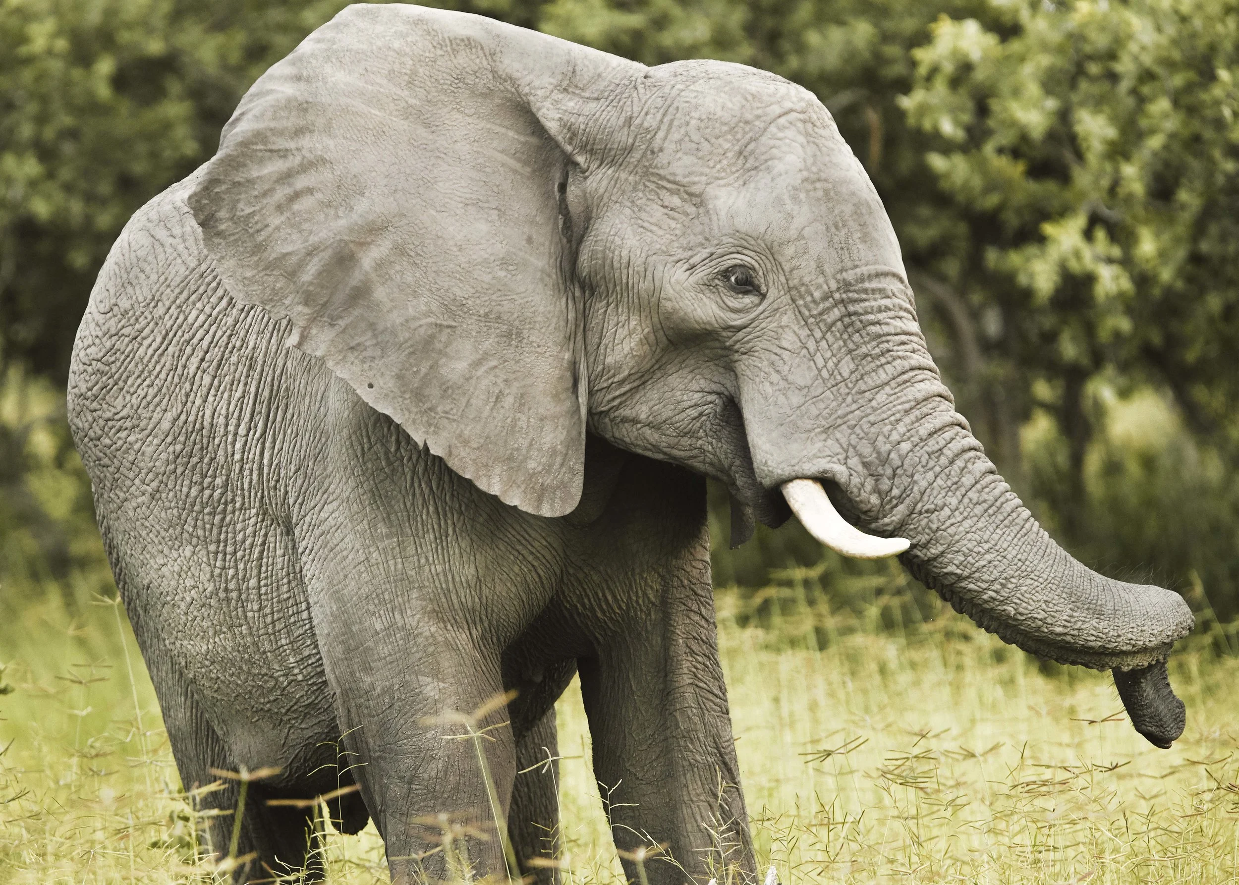 ELEPHANT STANCE