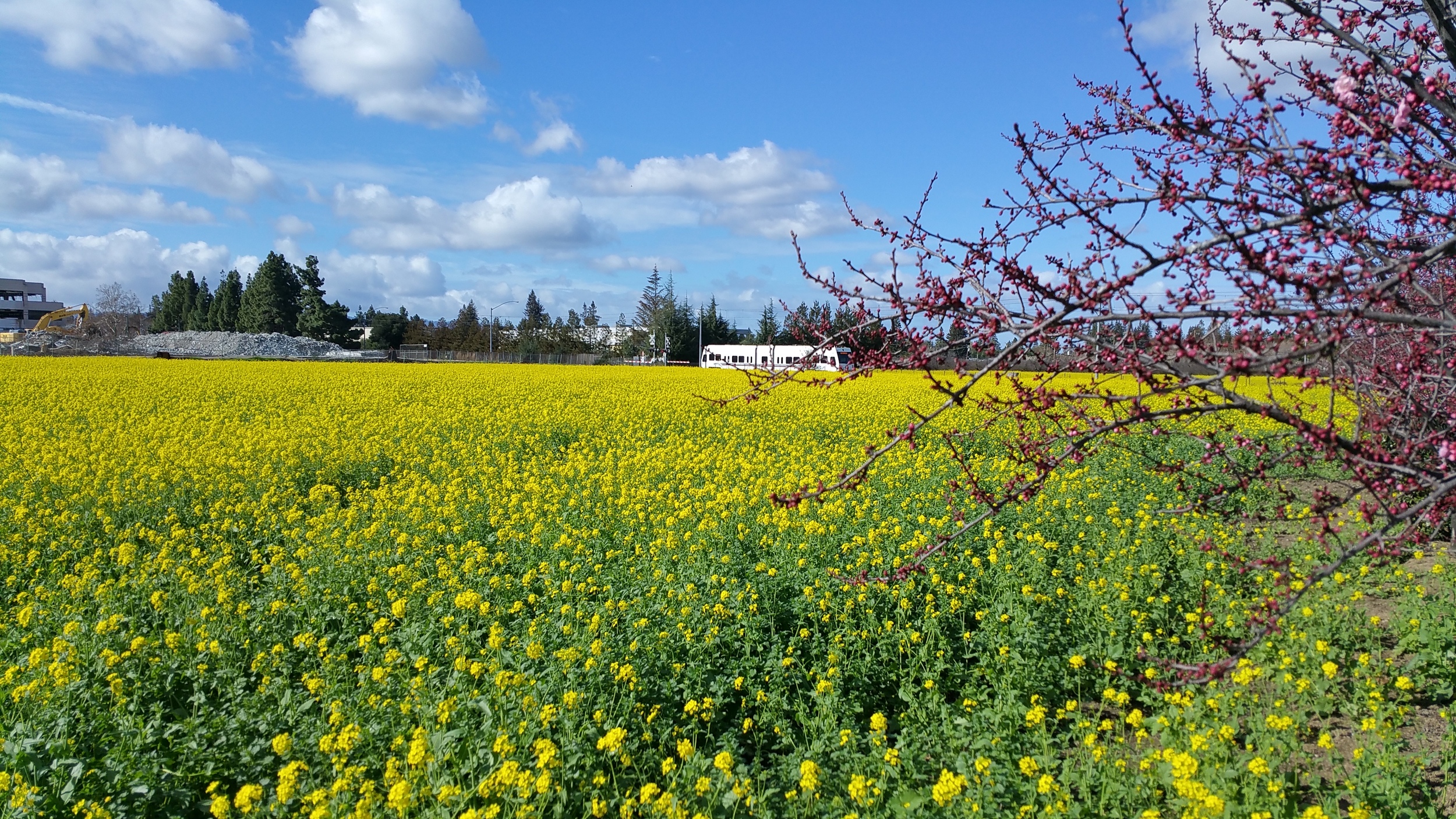 The VTA light rail heads toward Levi's Stadium through one of the last of the old Mountain View orchards. Now there are only wildflowers in bloom.