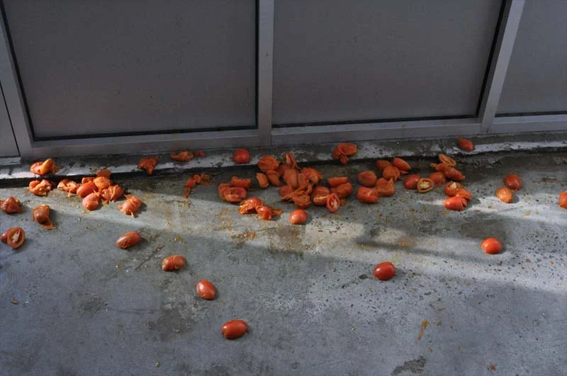 Colony Collapse Disorder (24h Performance, 2013)