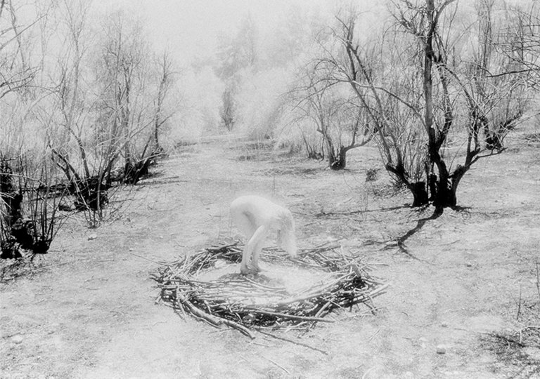 Nest in a Burnt Forest (2001)