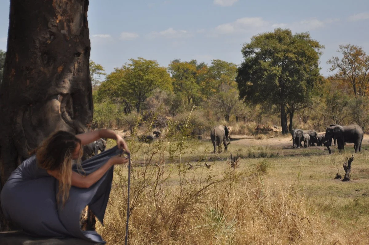 Transformation Elephants (2014)