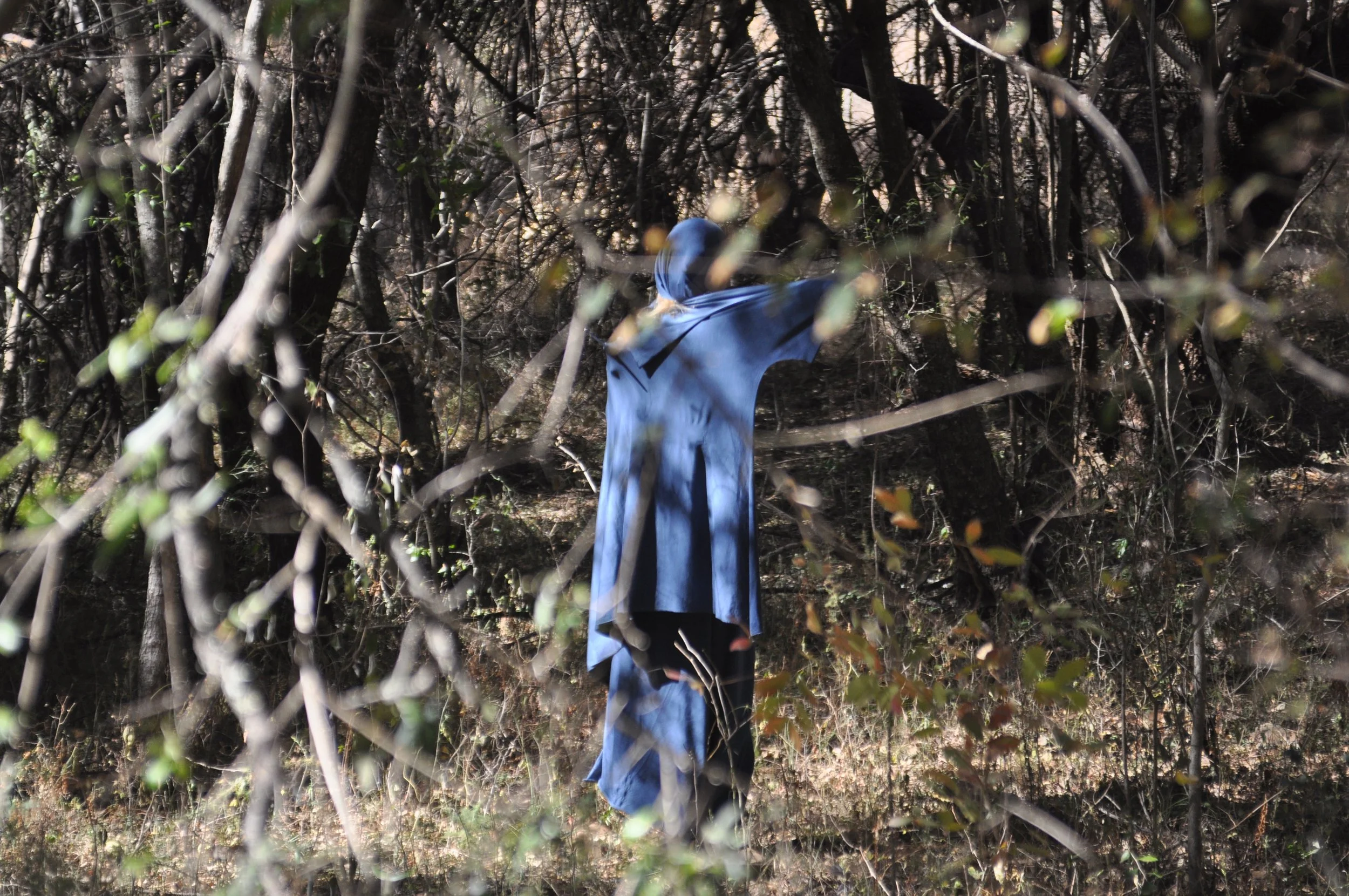 Transformation Woods (2014)