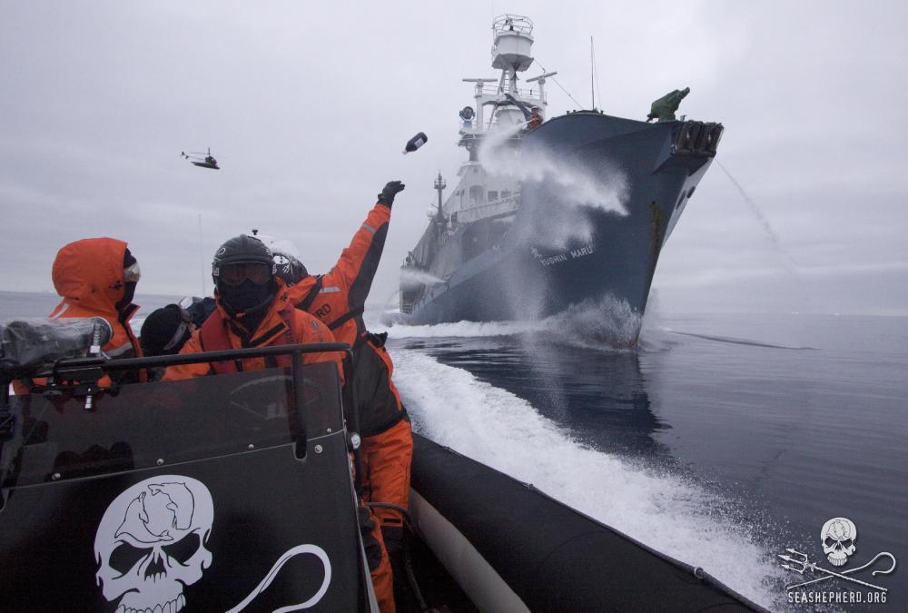2009 Sea Shepherd crew member hurls a bottle of butyric acid (rotten butter) at Japanese harpoon whaling ship. The Sea Shepherd helicopter flies overhead. The Yushin used water cannons to keep Sea Shepherd boats at bay. Photo credit: Sea Shepherd / Adam Lau