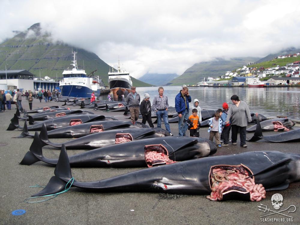 236 pilot whales slaughtered in the town of Klaksvik in the Danish Faeroe Islands. Photo credit: Sea Shepherd / Peter Hammarstedt