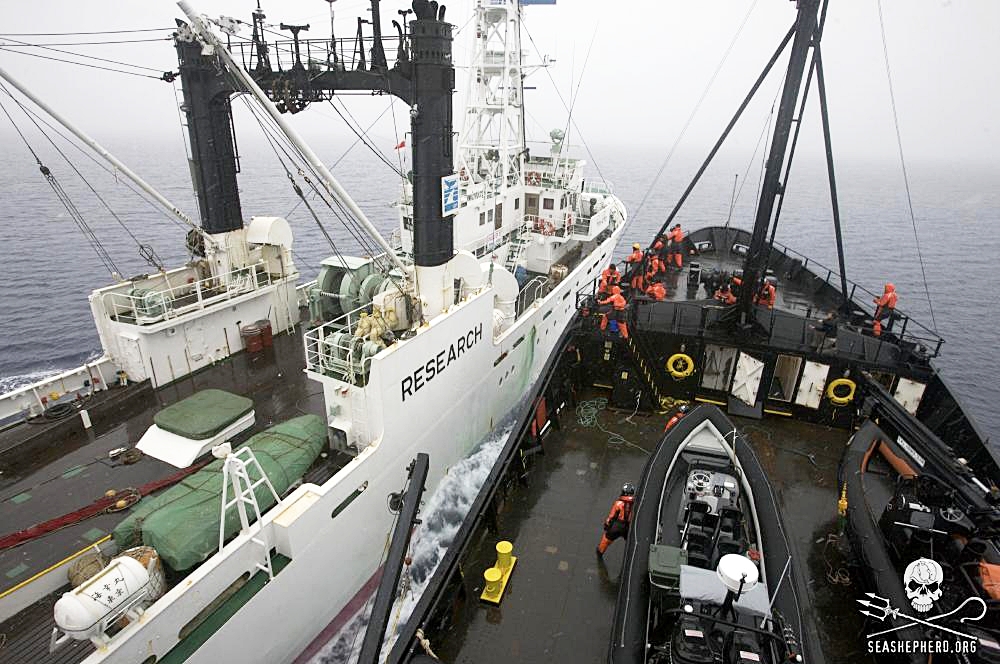 Sea Shepherd confronts the Japanese ship Kaiko Maru