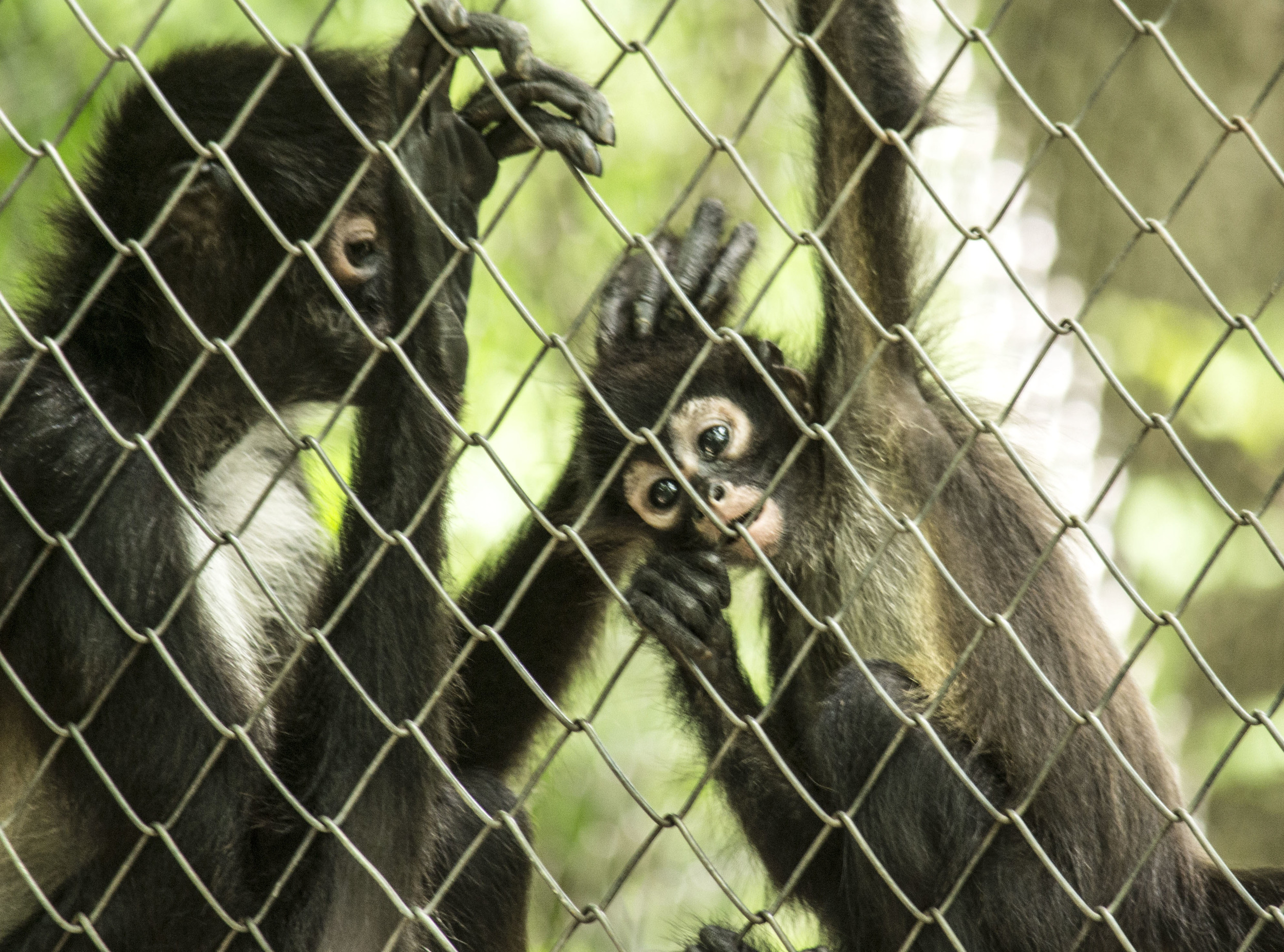 Spider monkeys.