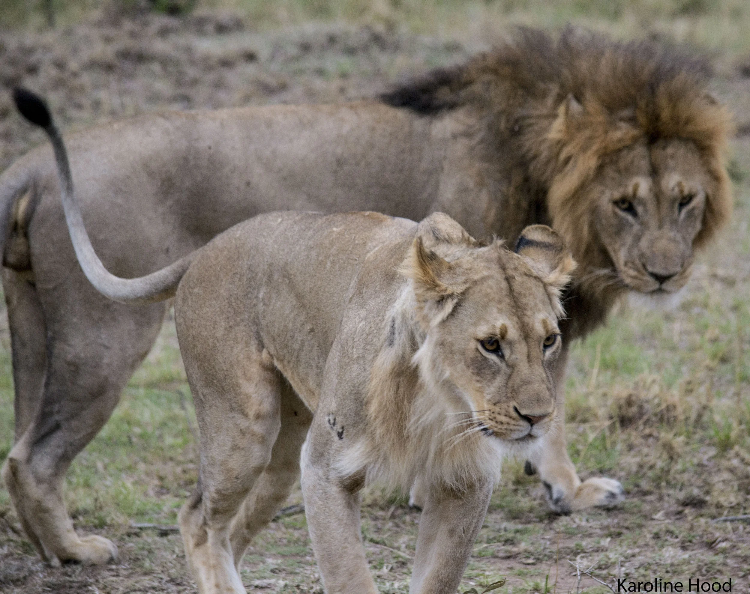 Photo by Karoline Hood. Lions mating, the female is a sub-adult called Locoman, she is growing a mane.