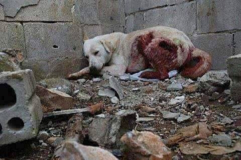 Photo courtesy of SARA (Syrian Association for Rescuing Animals).