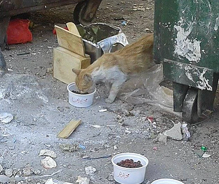 Photo courtesy of SARA (Syrian Association for Rescuing Animals).