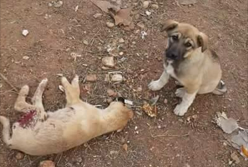 Photo courtesy of SARA (Syrian Association for Rescuing Animals).