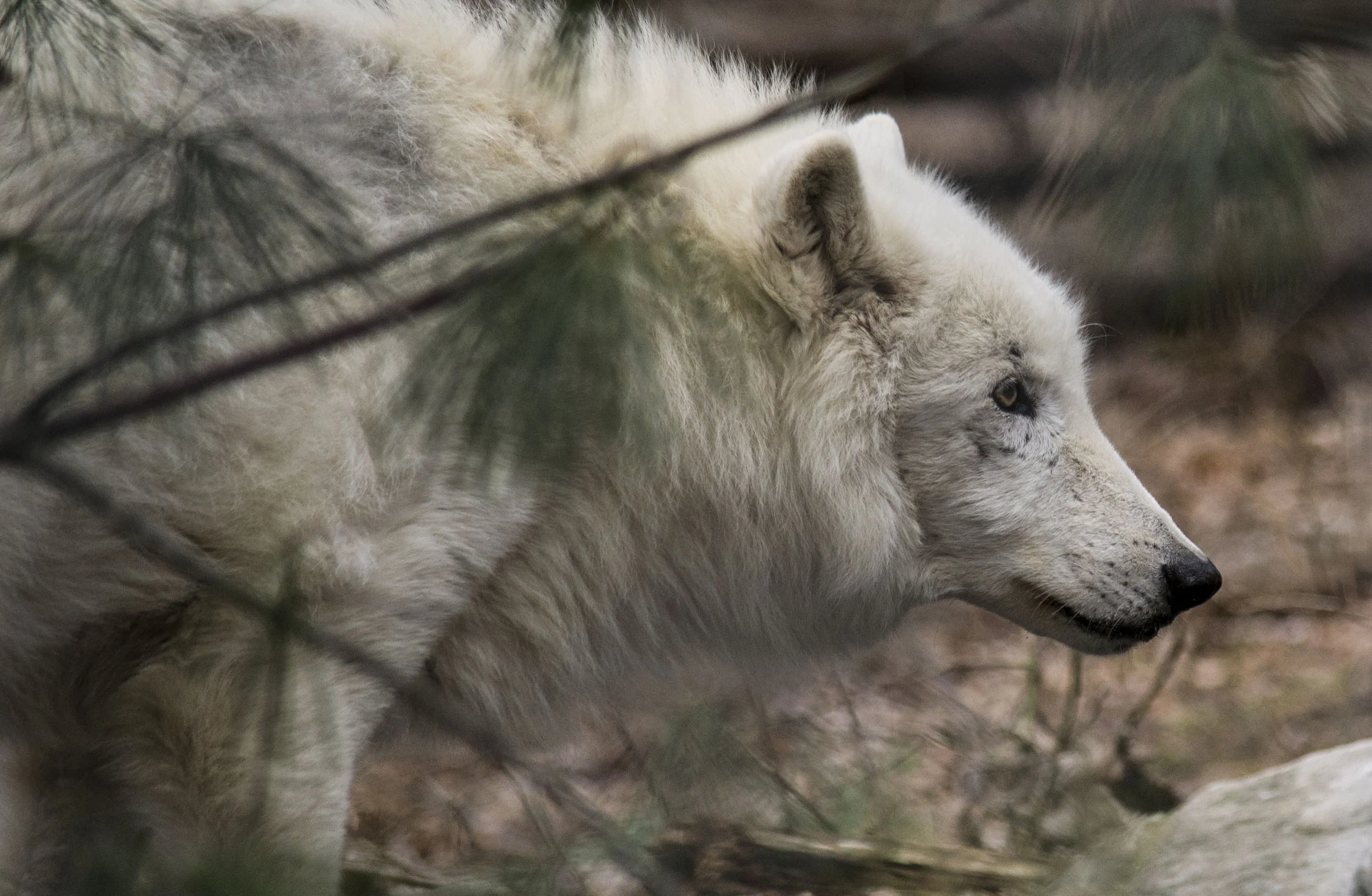 WOLF1.jpg