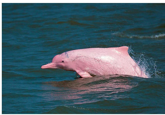 Photo courtesy of Hong Kong Dolphin Conservation Society