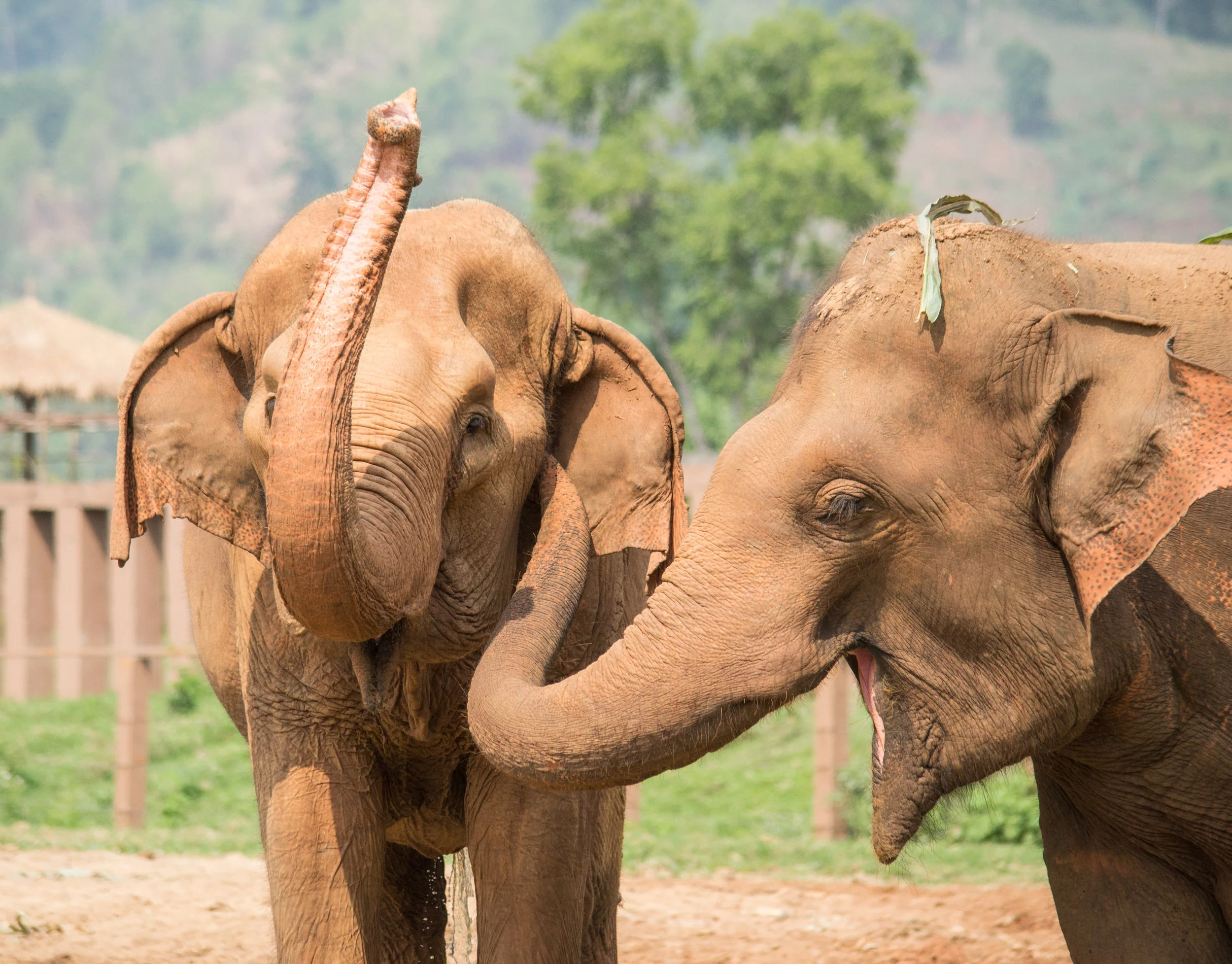 Photo by Karoline Hood. Rescued elephants at Elephant Nature Park
