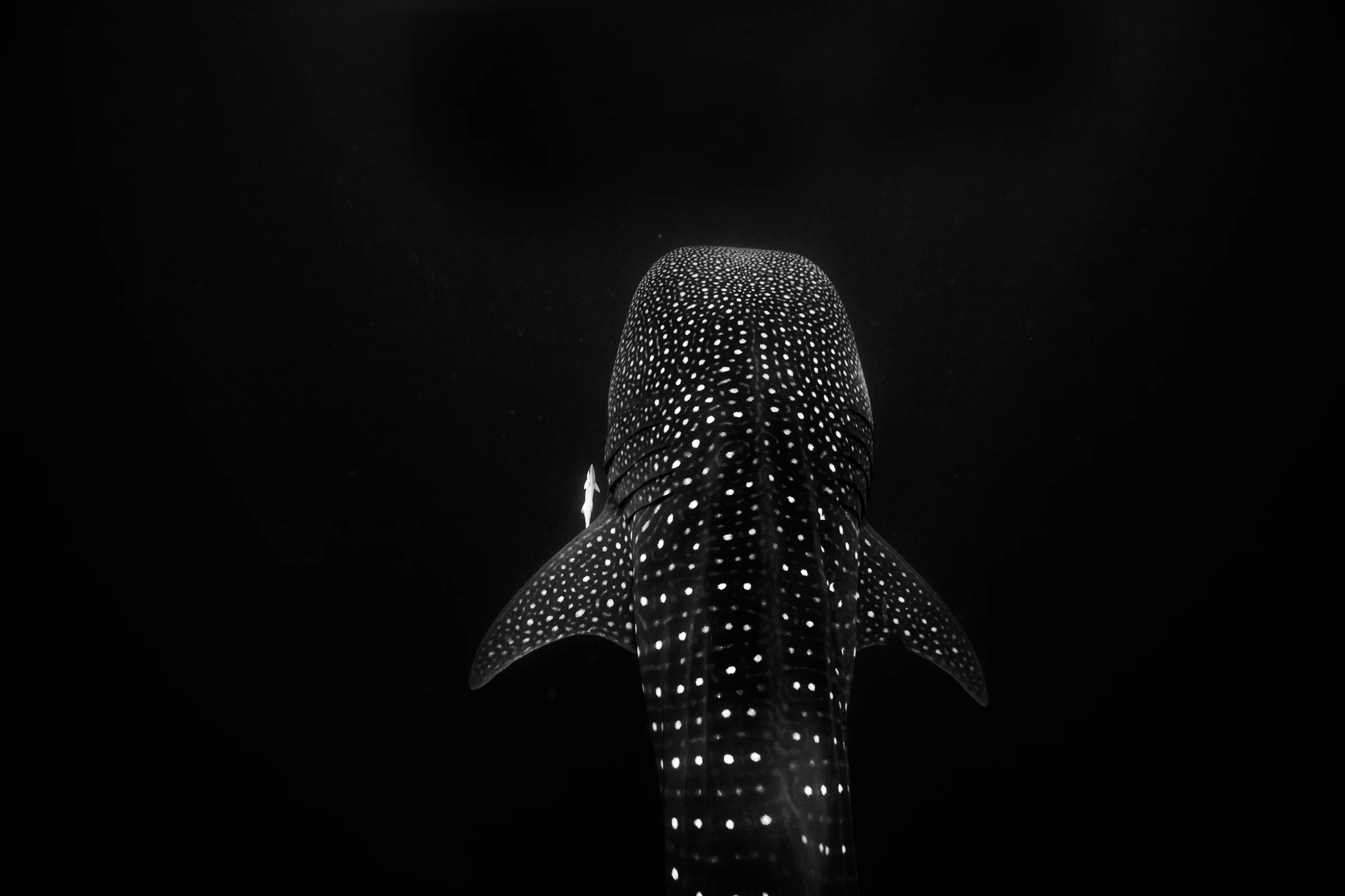 Photograph by www.seanscottphotography.com.au Listed by ICUN as endangered and decreasing their numbers have more than halved over the last 75 years.