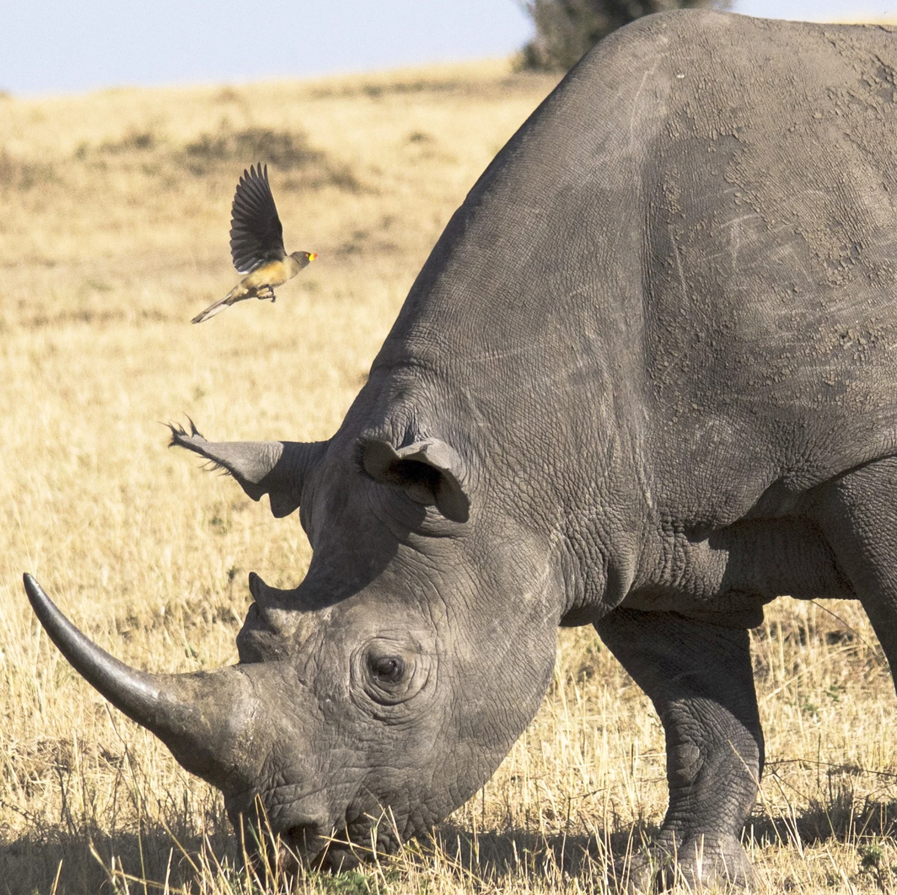 Photo by Karoline Hood. Maasai Mara National Reserve, Kenya. Its important to protect wildlife. Help support donate to a cause such as http://www.kenyawildlifetrust.org/ ⠀ ⠀