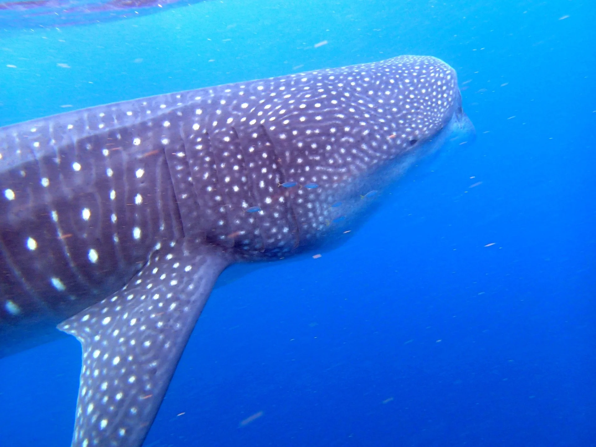 whale-shark-492644_1920 (1).jpg