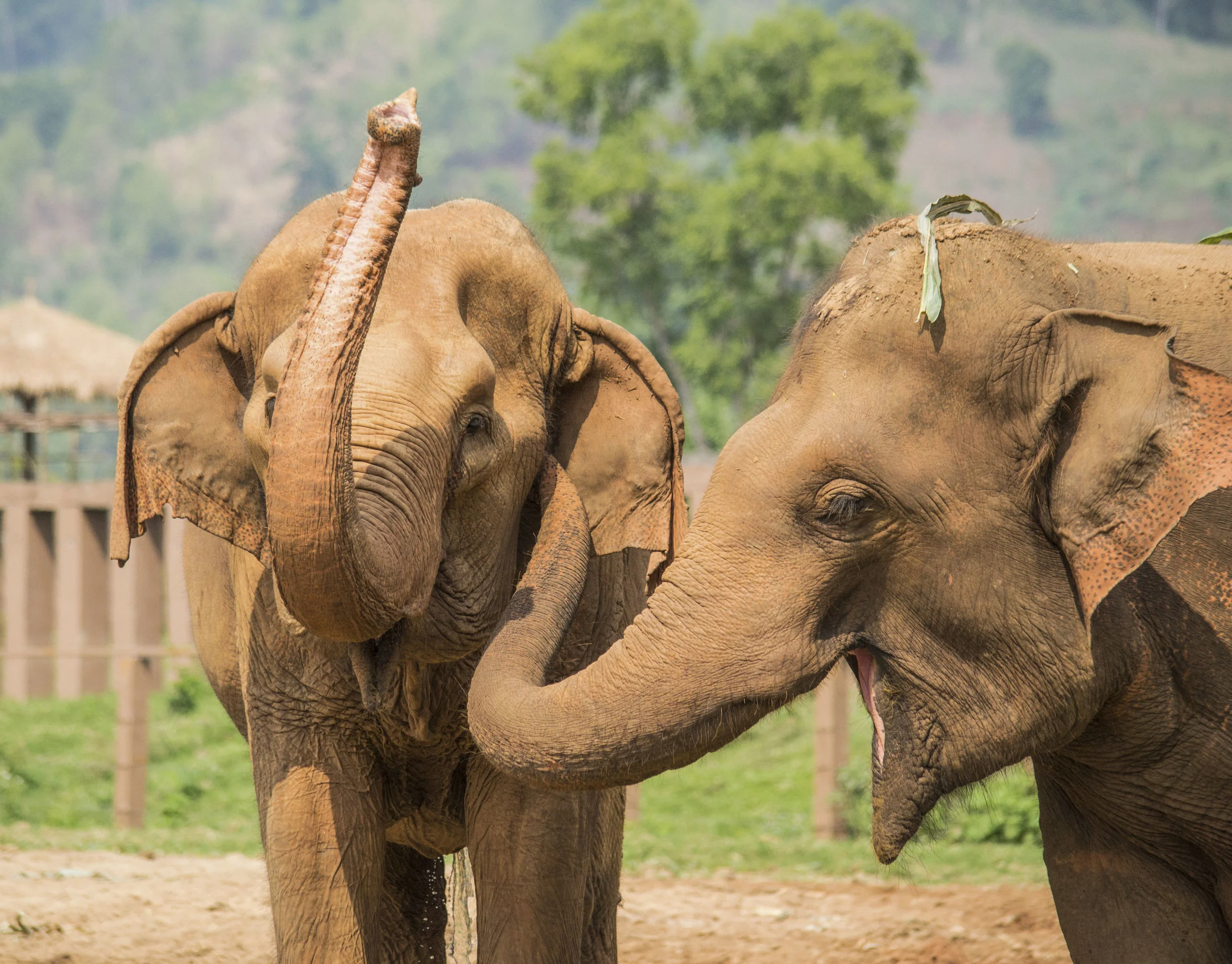 If you love elephants it does not get any better than @elephantnaturepark , Chiang Mai, Thailand. Founder #lekchailert who grew up poor, has dedicated her life to rescuing elephants from horrible situations such as elephant riding business, circus, street elephants. Also home to rescued buffalo, horses, cats, dogs , rabbits used for animal testing, monkeys and pigs. Giving jobs to over 400 local people. Please support by visiting, volunteering or donate. If you travel to Asia please don't go anywhere that has elephant riding it's a brutal tortured existence for the elephants and can only stop if you don't ride them. I had the privilege of sitting down and interviewing Lek. Interview will come out soon. ⠀ ⠀