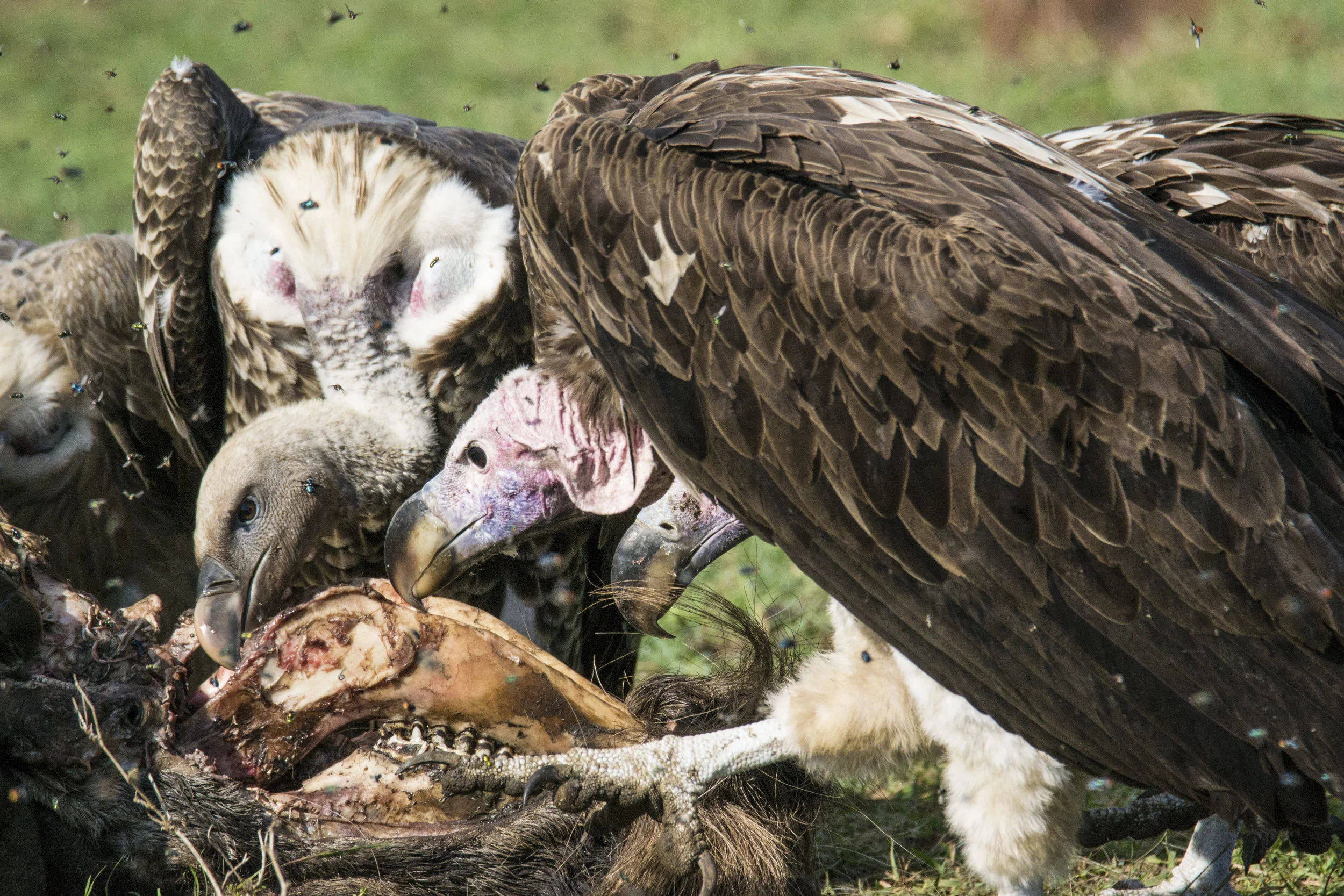 vultures play a most important role in keeping ecosystems healthy. They are scavengers feeding on the carcasses of dead animals. disposing of dead animals and animal remains that would otherwise rot and spread disease.⠀ ⠀ In this photo, there are two different species of Vulture. The lappet-faced vulture listed as endangered and the rapidly declining population remains, owing primarily to poisoning and persecution, as well as ecosystem alterations. white-backed vulture.⠀ ⠀