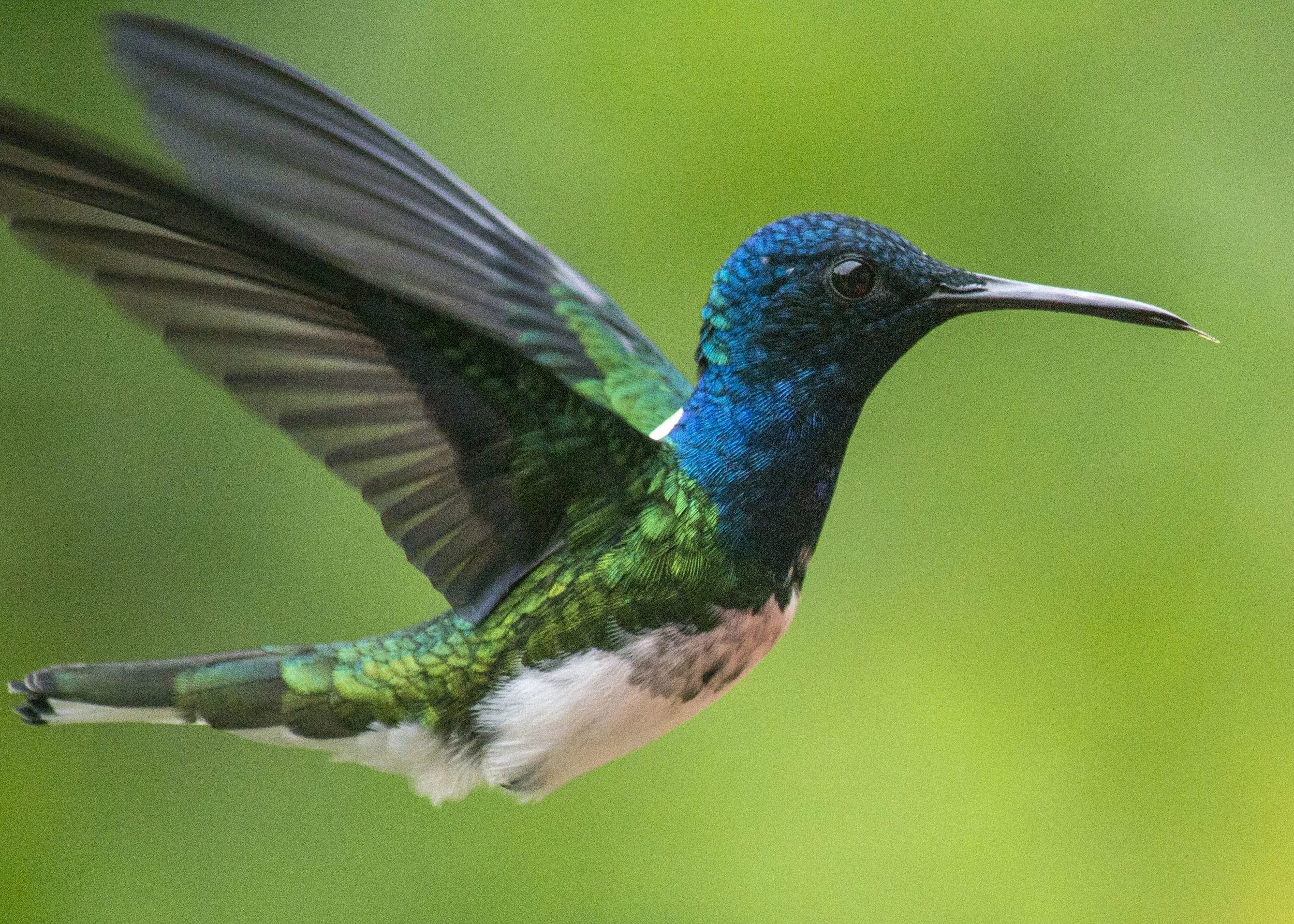 White Neck Jacobin Hummingbird in the rainforest at Asa Wright Nature Centre, Trinidad. The Hummingbirds come within feet of you to drink from the feeders. Support wildspaces Photo by Karoline Hood. ⠀⠀