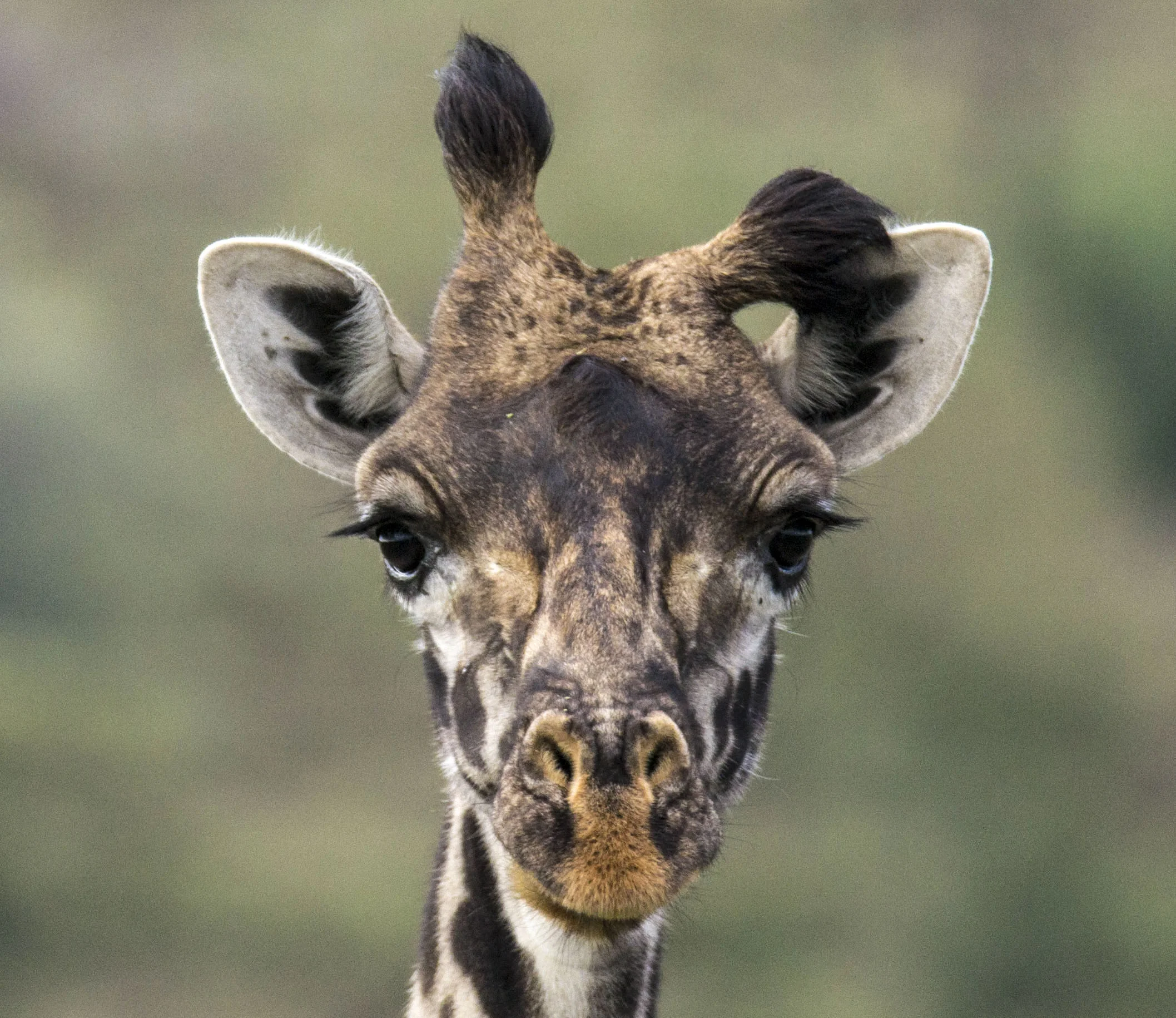 Naboisho Conservancy. Maasai Mara, Kenyatta . Naboisho plays a vital role in conservation. It's a safe haven for wildlife.⠀ Giraffe numbers like much of wildlife are declining. You can volunteer here with www.africanimpact.com (Mara Project). Donate @dswt Do a safari @AsiliaAfrica.I volunteered with African Impact and on the weekends stayed at Eagleview ⠀ @basecampexplore ⠀ Photo by Karoline Hood. ⠀