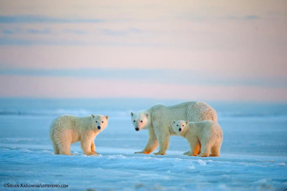 Polar Bears. Photo by Steven Kazlowski.