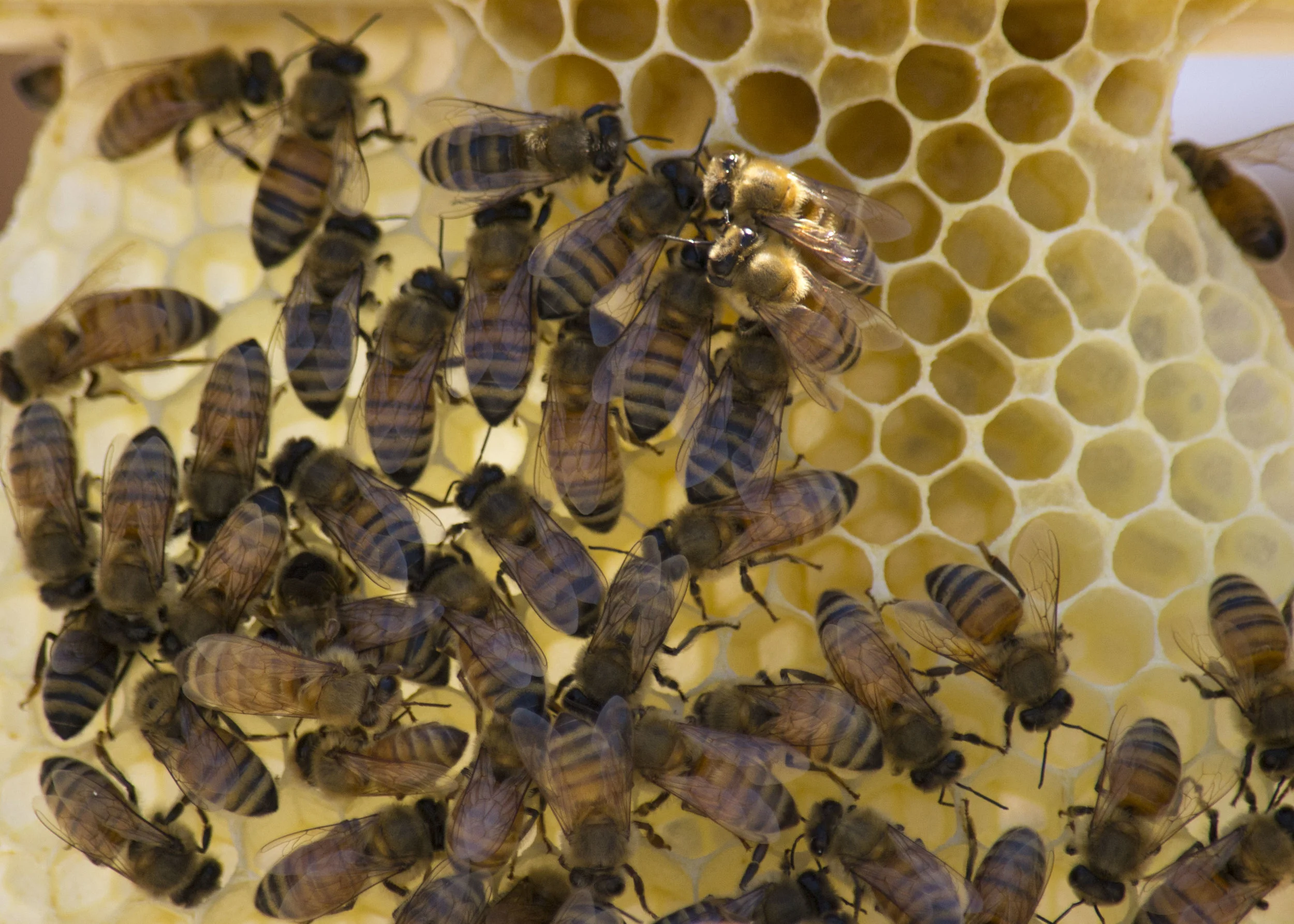 Honeybees